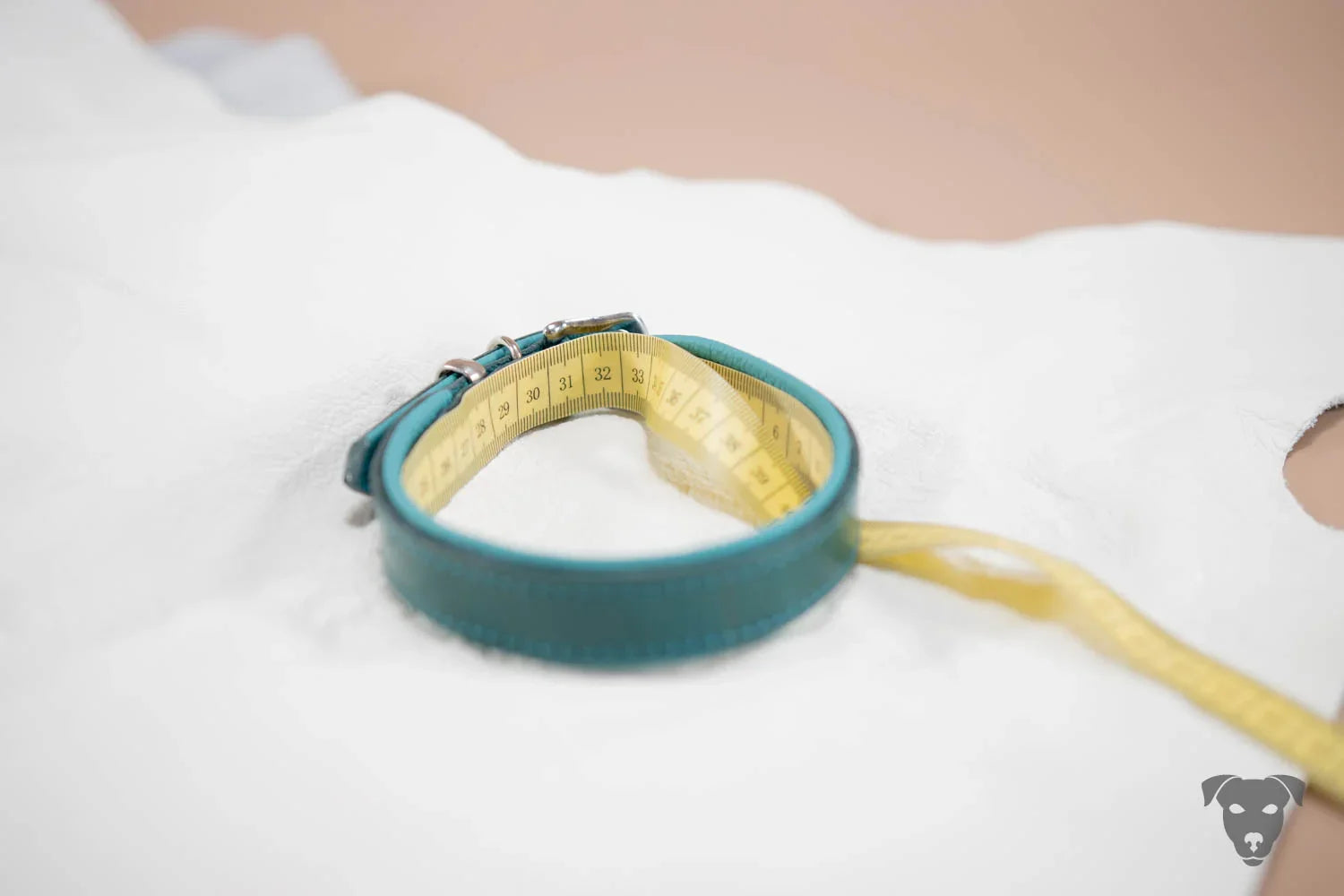 Deinen Hund richtig messen? wir zeigen dir wie