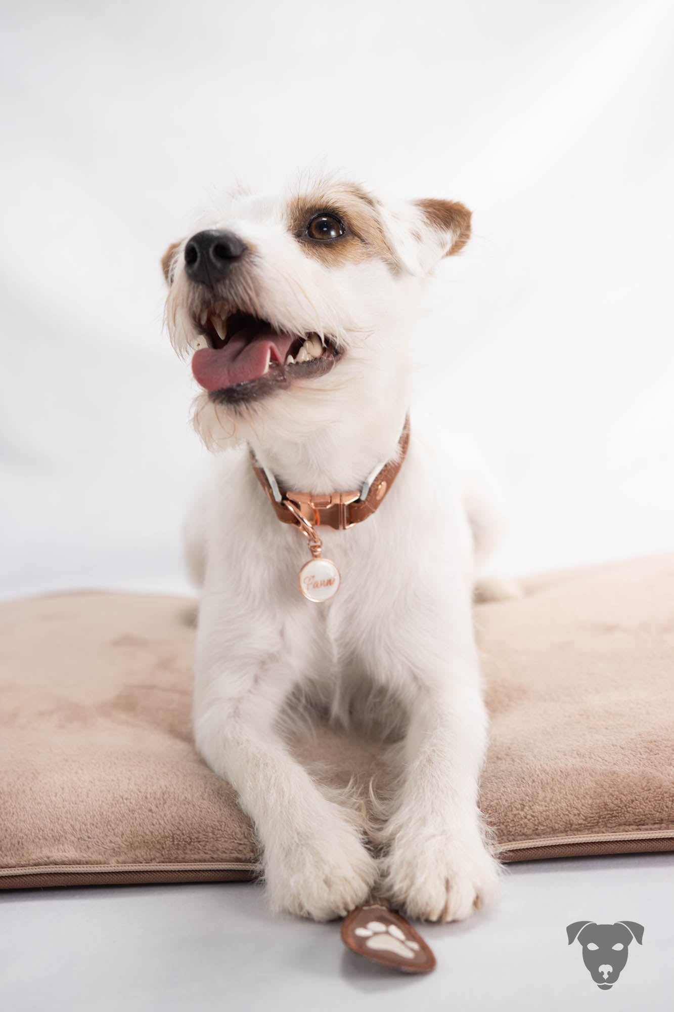 Hundehalsband feinst bestickt, handgefertigte Hundehalsbänder aus Meisterhand. Fettleder Halsband, Riemen Halsband oder klassisches Nappa Halsband, mit Lasergravur, Heiß Geprägt oder feinst bestickt, handmade-4-dogs