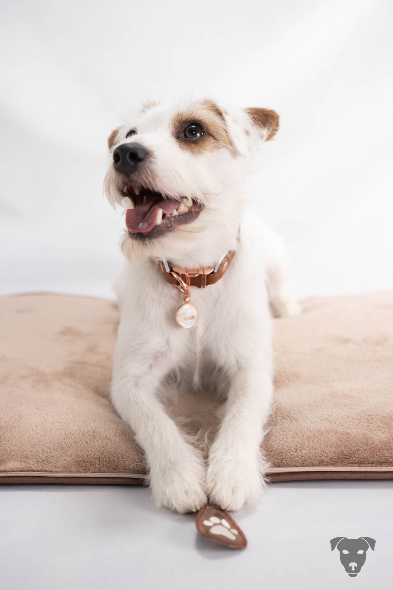 Fettleder Hundehalsband, whiskey farben, Hundemarke gravierte Muschel