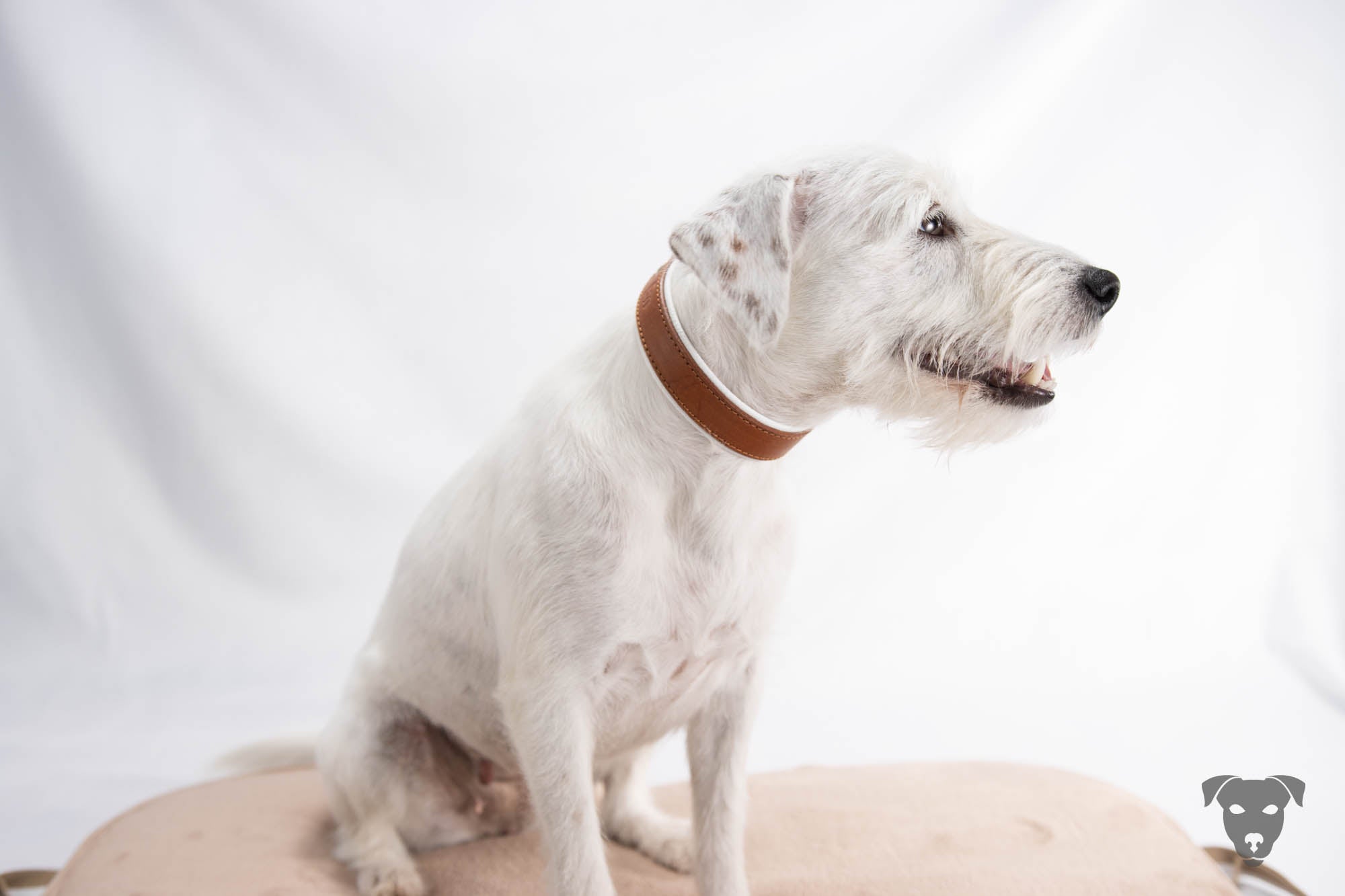 Hundehalsband feinst bestickt, handgefertigte Hundehalsbänder aus Meisterhand. Fettleder Halsband, Riemen Halsband oder klassisches Nappa Halsband, mit Lasergravur, Heiß Geprägt oder feinst bestickt, handmade-4-dogs