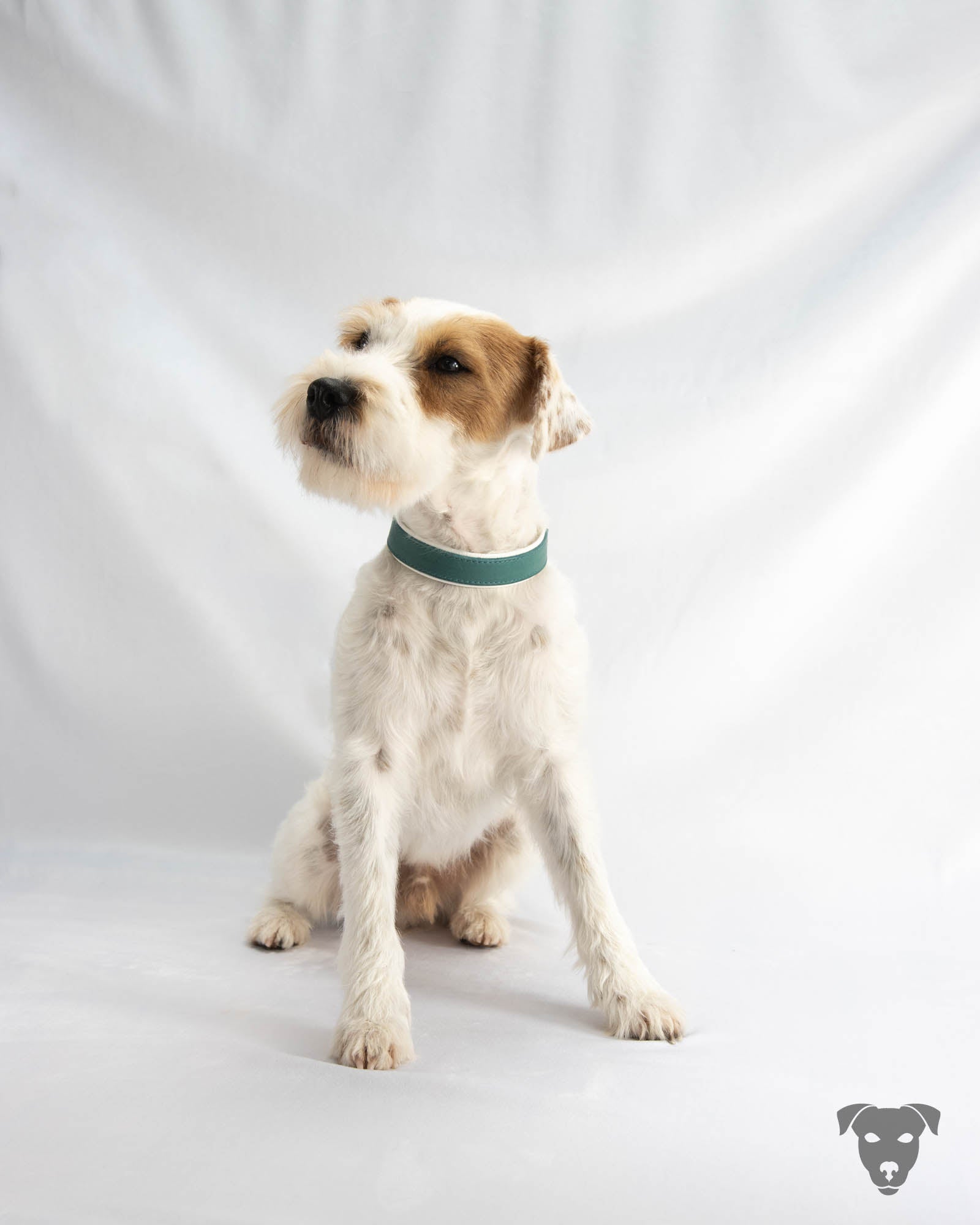 Hundehalsband feinst bestickt, handgefertigte Hundehalsbänder aus Meisterhand. Fettleder Halsband, Riemen Halsband oder klassisches Nappa Halsband, mit Lasergravur, Heiß Geprägt oder feinst bestickt, handmade-4-dogs, Green Spirits di Sopravento