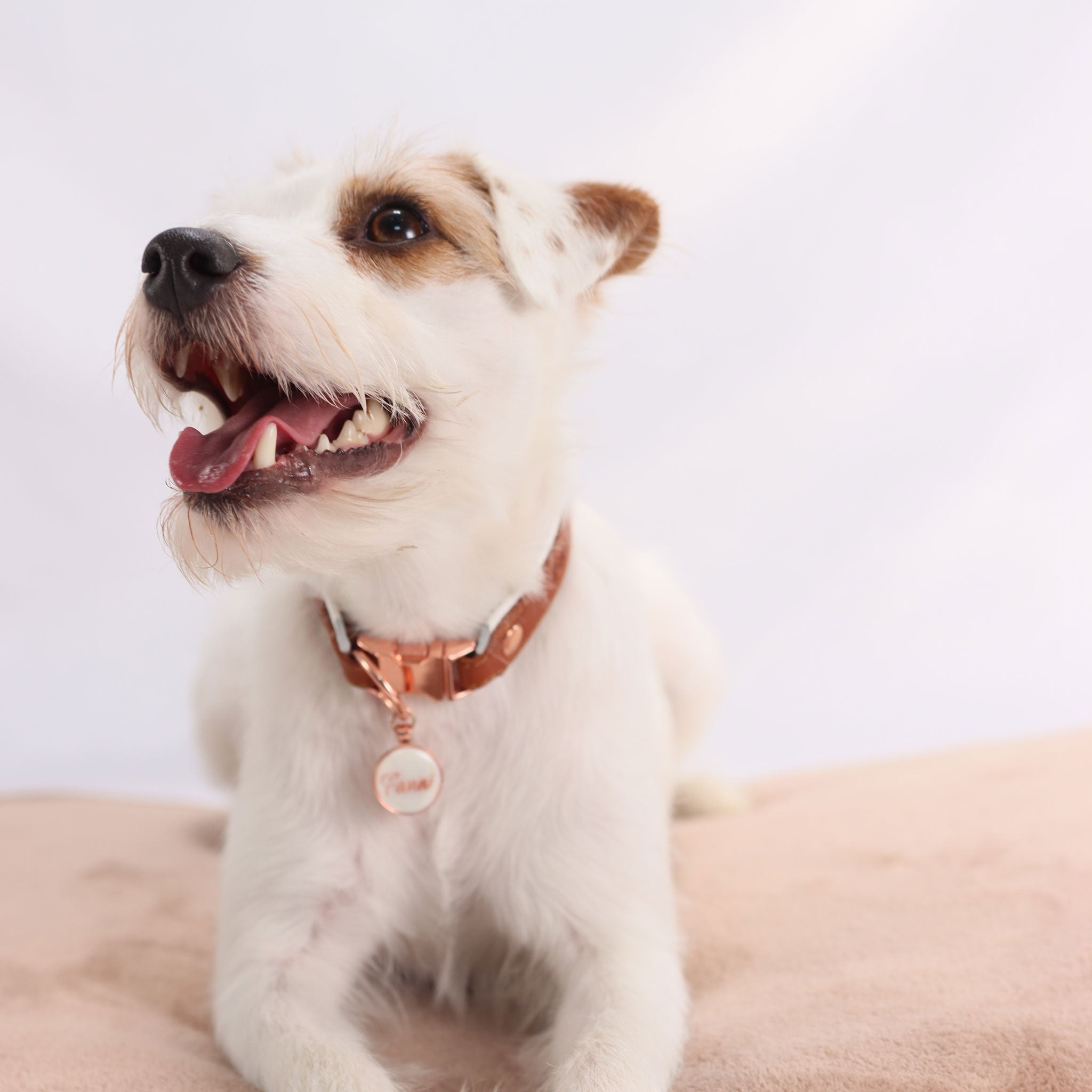 ein weißer brauner hund liegt auf einem beigen hundereisebett und trägt ein ein fettlederhalsband in cognac mit rosegoldenen beschlägen, es baumelt eine weisse hundemarke am Hund