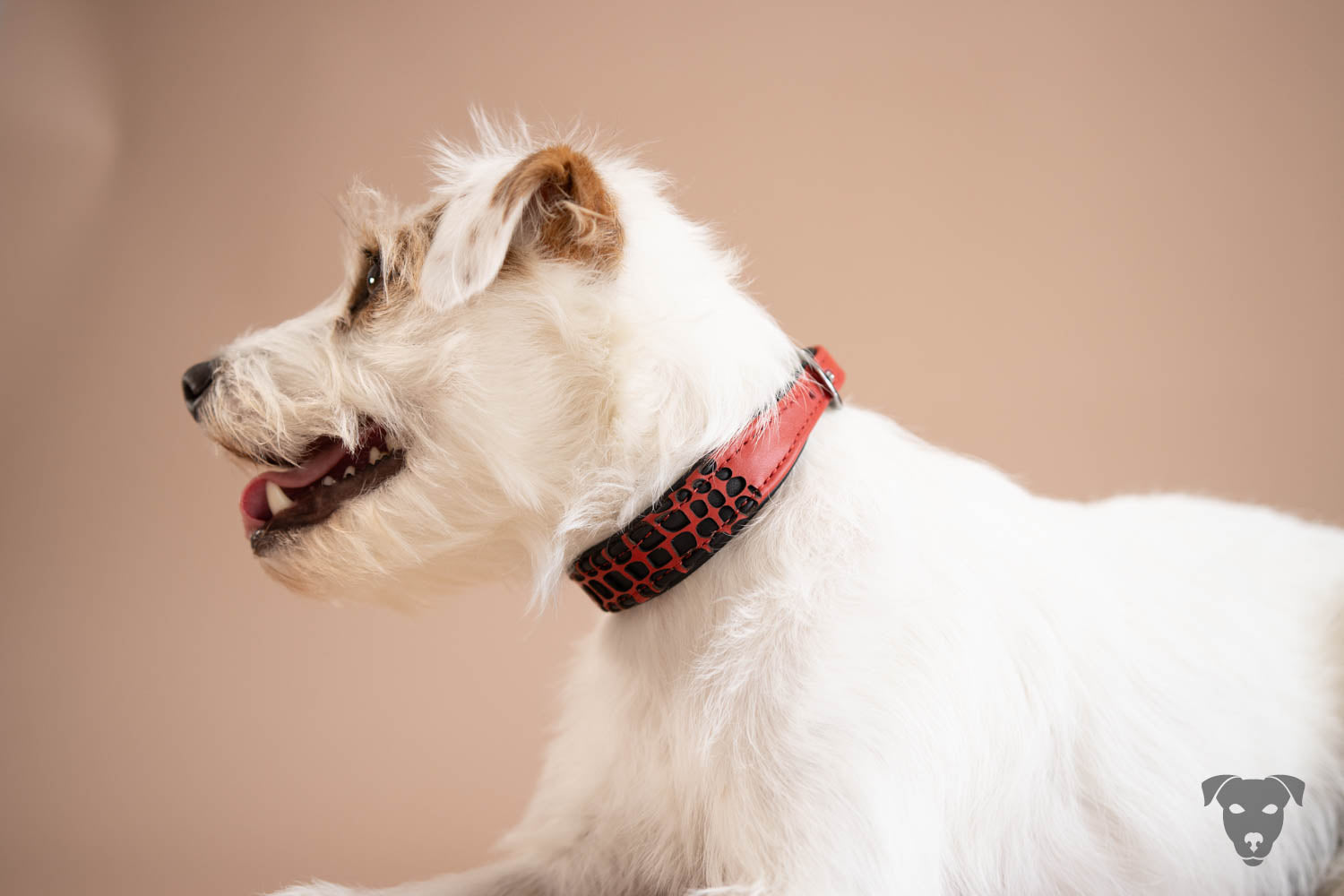Hundehalsband feinst bestickt, handgefertigte Hundehalsbänder aus Meisterhand. Fettleder Halsband, Riemen Halsband oder klassisches Nappa Halsband, mit Lasergravur, Heiß Geprägt oder feinst bestickt, handmade-4-dogs, Hundehalsband mit Laser cut outs, Bourbon Vanille of Green Spirits