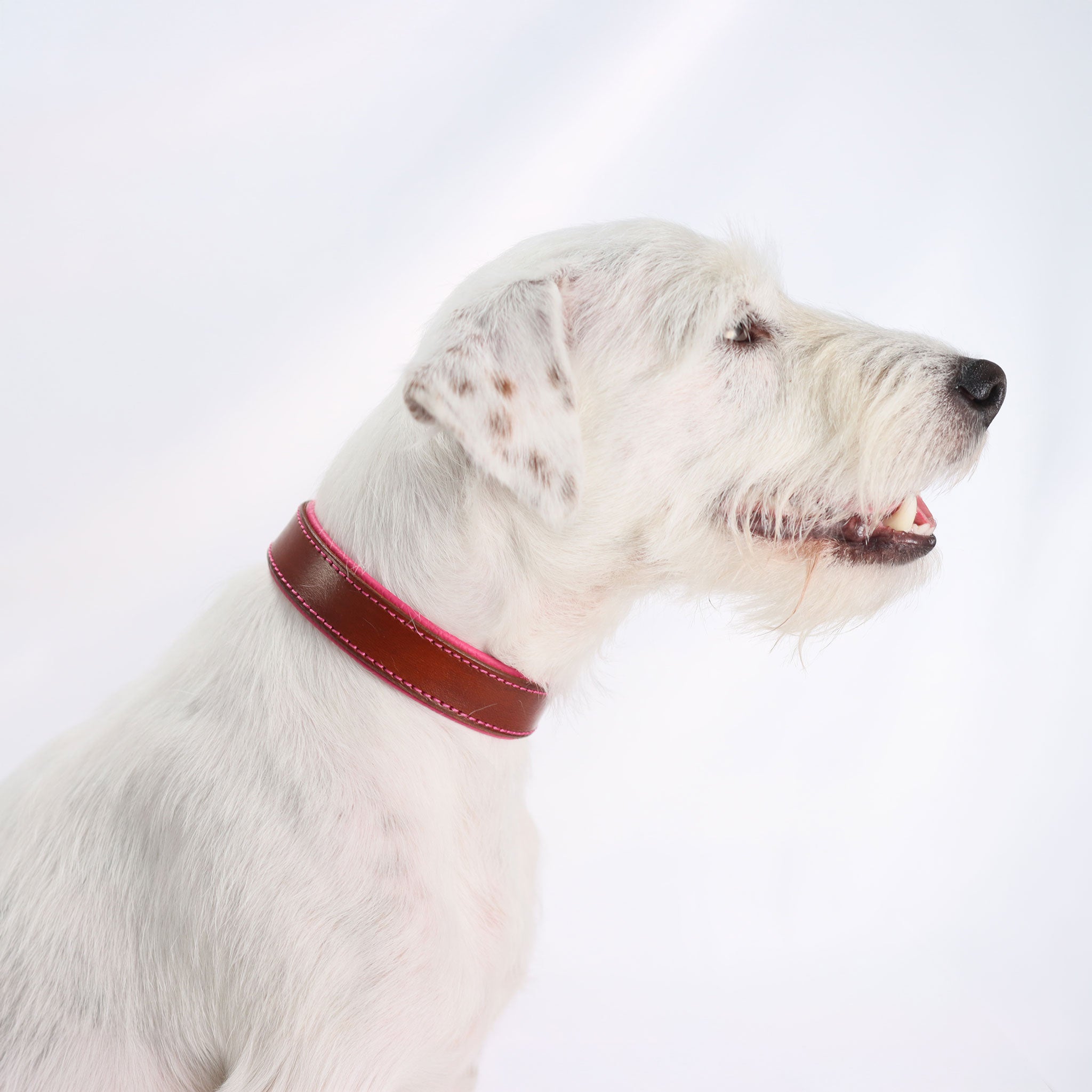 Profilaufnahme weißer Hund mit edlem Lederhalsband und Messing-Hardware