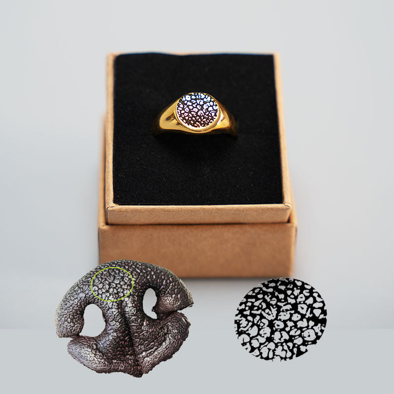 goldener Siegelring in Verpackung mit Hundenasenabdruck Gravur und die Bildliche erklärung wie dies zustande kommt