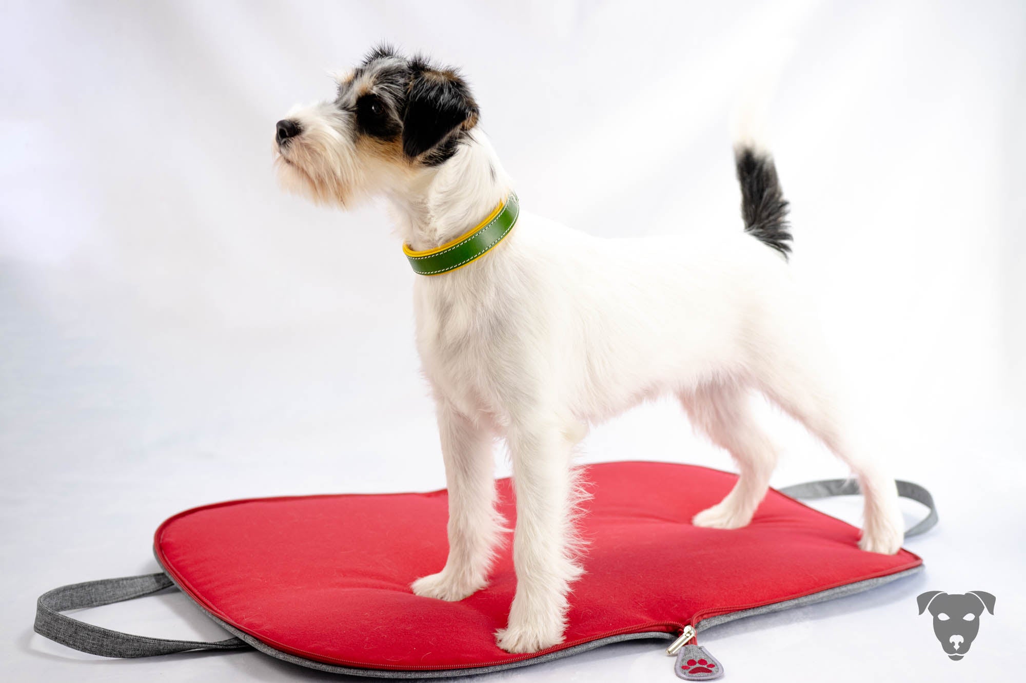 Riemen Halsband, Hunde Halsband handgefertigt, Halsband Konfigurator, DIY Hundehalsband, Riemen Halsband handmade-4-dogs, Lasergravierter Steckverschluss, Morticia, Evangeline of Green Spirits, Terrier Halsband, Parson Russell Terrier