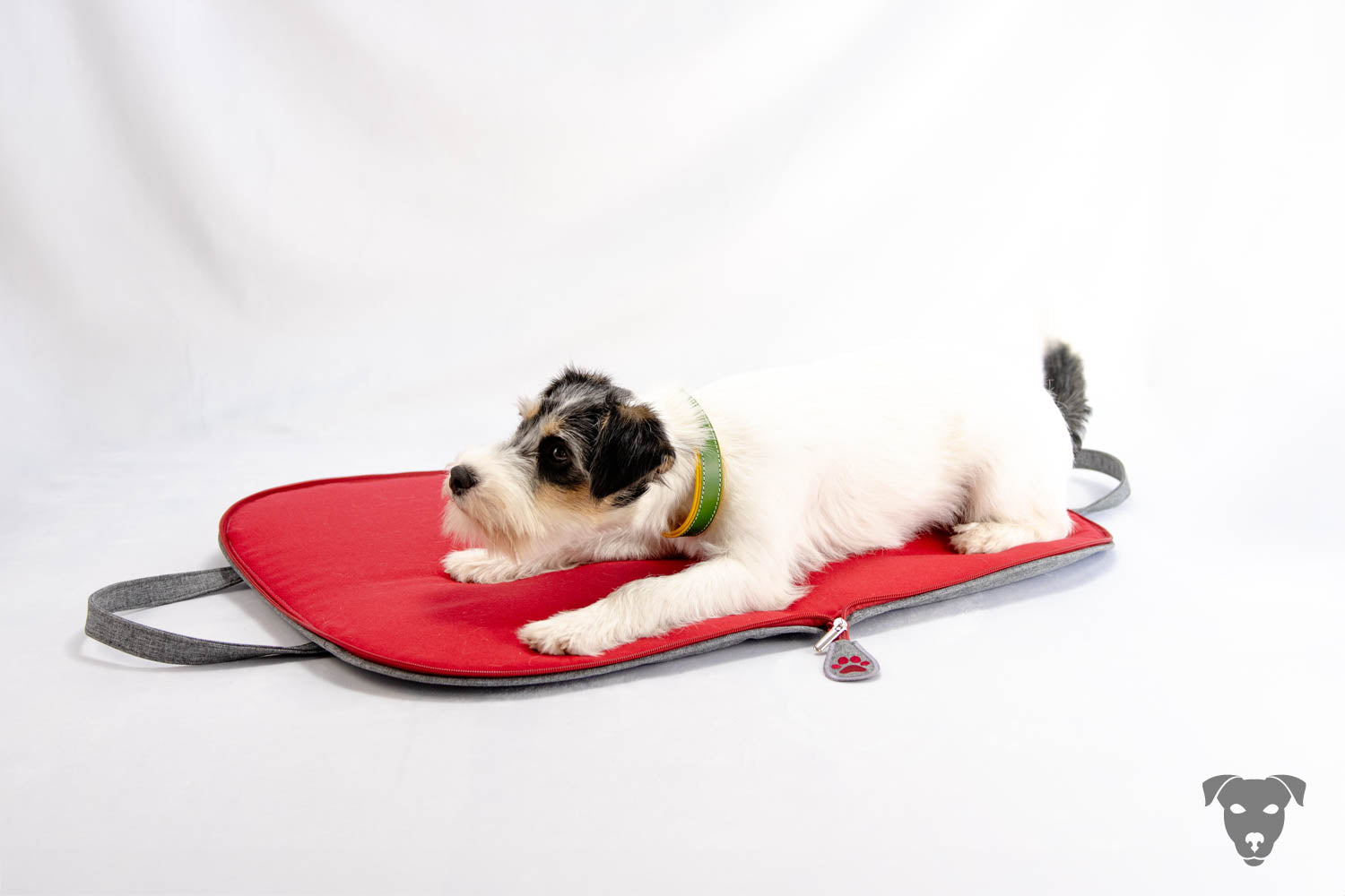 Riemen Halsband, Hunde Halsband handgefertigt, Halsband Konfigurator, DIY Hundehalsband, Riemen Halsband handmade-4-dogs, Lasergravierter Steckverschluss, Terrier Halsband, Parson Russell Terrier, Evangeline of green spirits,
