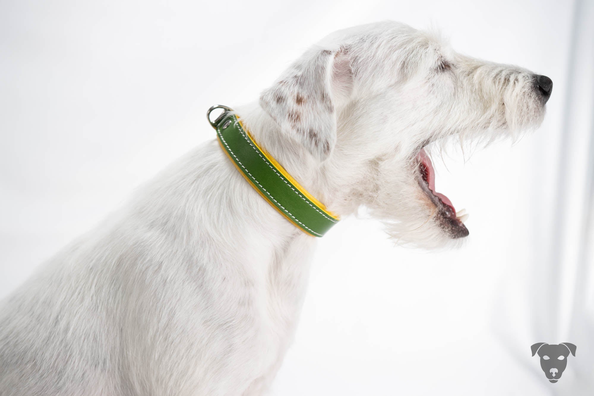 Riemen Halsband, Hunde Halsband handgefertigt, Halsband Konfigurator, DIY Hundehalsband, Riemen Halsband handmade-4-dogs, Lasergravierter Steckverschluss, Terrier Halsband, Parson Russell Terrier, Ksandi Equus, of green spirits