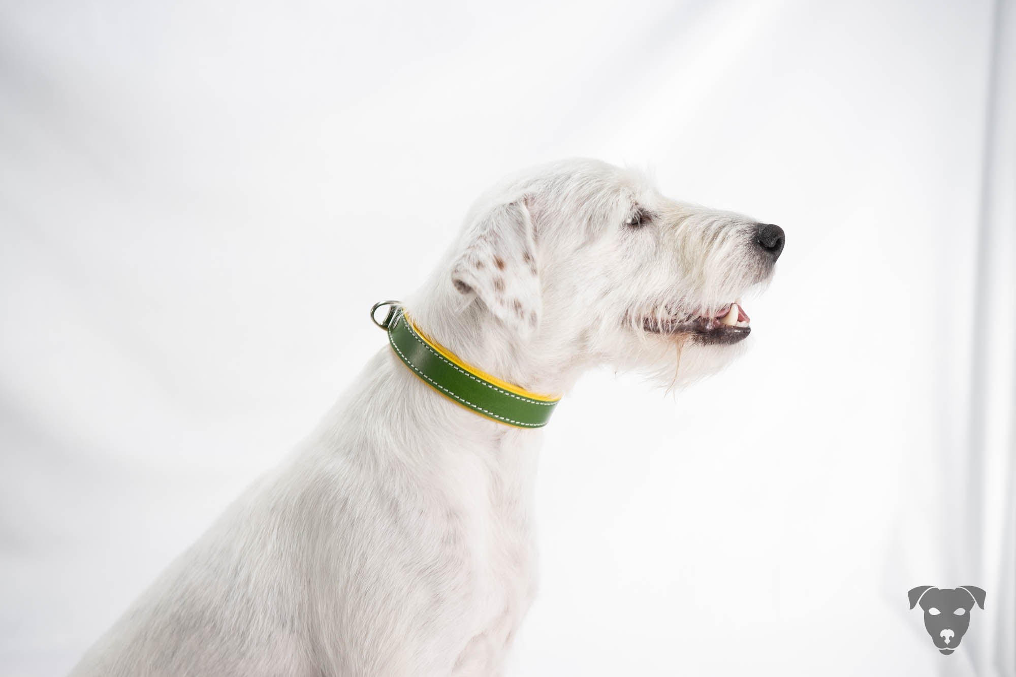 Riemen Halsband, Hunde Halsband handgefertigt, Halsband Konfigurator, DIY Hundehalsband, Riemen Halsband handmade-4-dogs, Lasergravierter Steckverschluss, Ksandi Equus, Terrier Halsband, Parson Russell Terrier, of Green Spirits