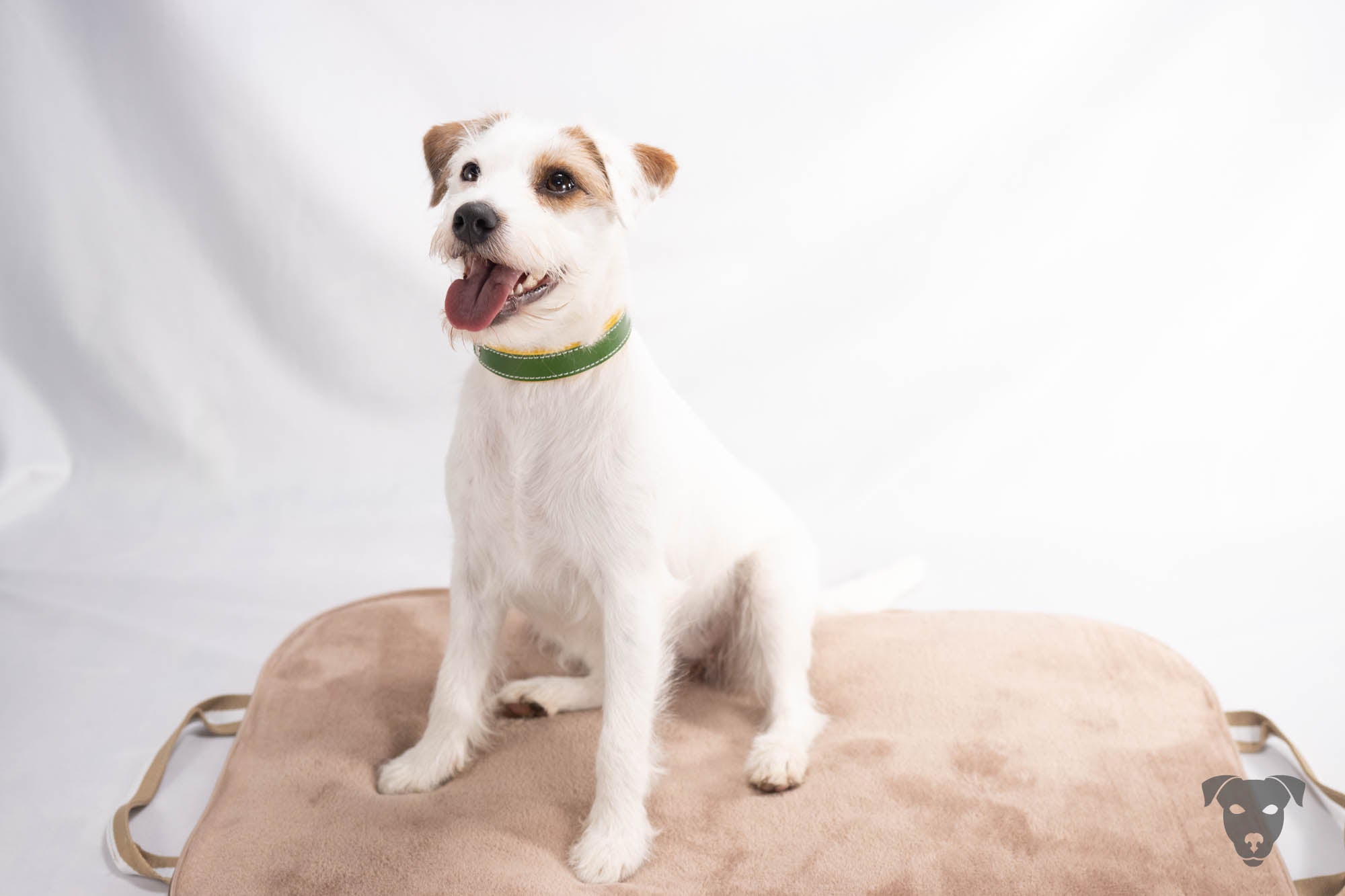 Riemen Halsband, Hunde Halsband handgefertigt, Halsband Konfigurator, DIY Hundehalsband, Riemen Halsband handmade-4-dogs, Lasergravierter Steckverschluss, Bourbon Vanille of Green Spirits, of Green Spirits, Parson Russell Terrier
