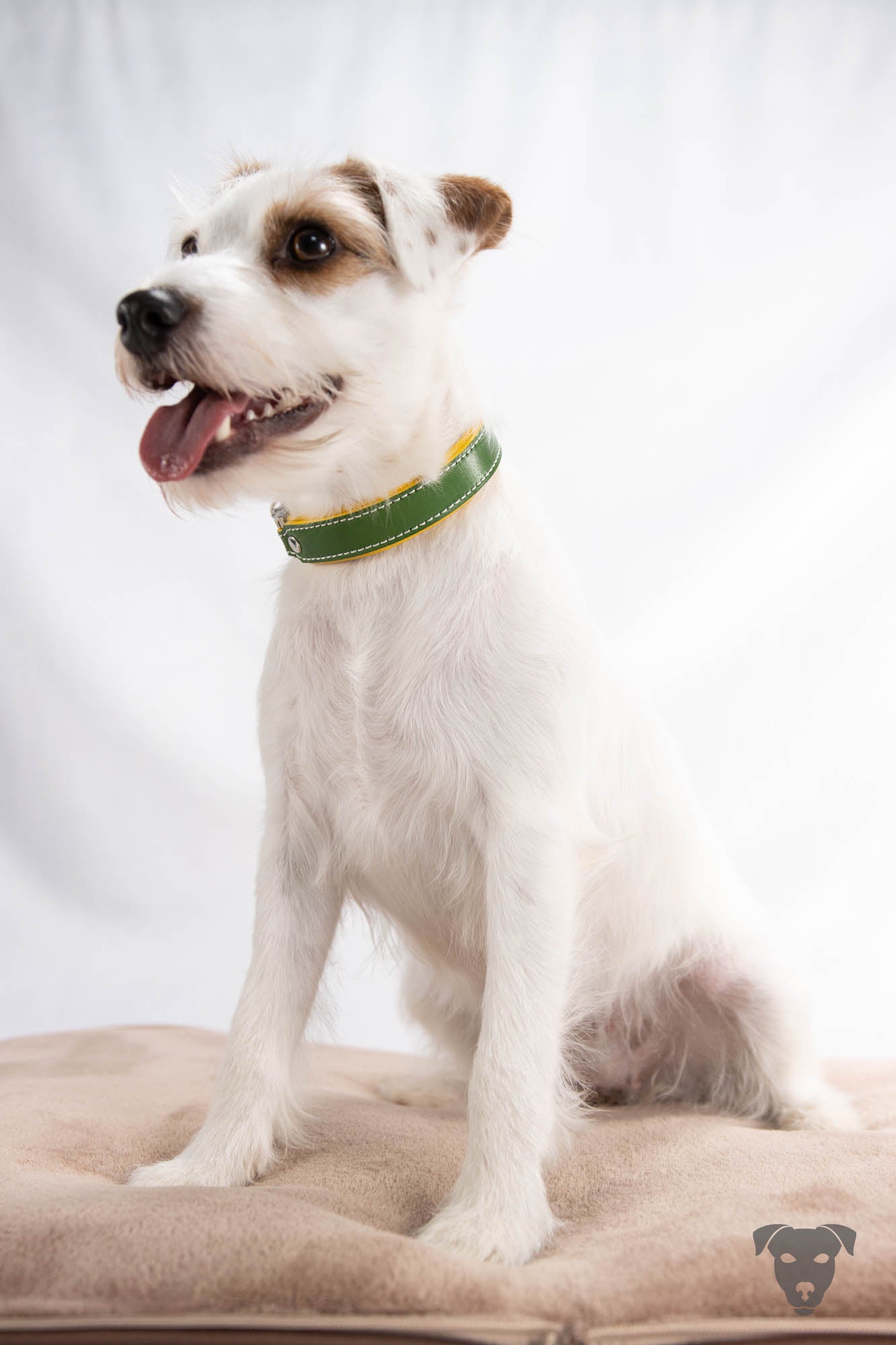 Riemen Halsband, Hunde Halsband handgefertigt, Halsband Konfigurator, DIY Hundehalsband, Riemen Halsband handmade-4-dogs, Lasergravierter Steckverschluss, Terrier Halsband, Bourbon Vanille of Green Spirits, of Green Spirits