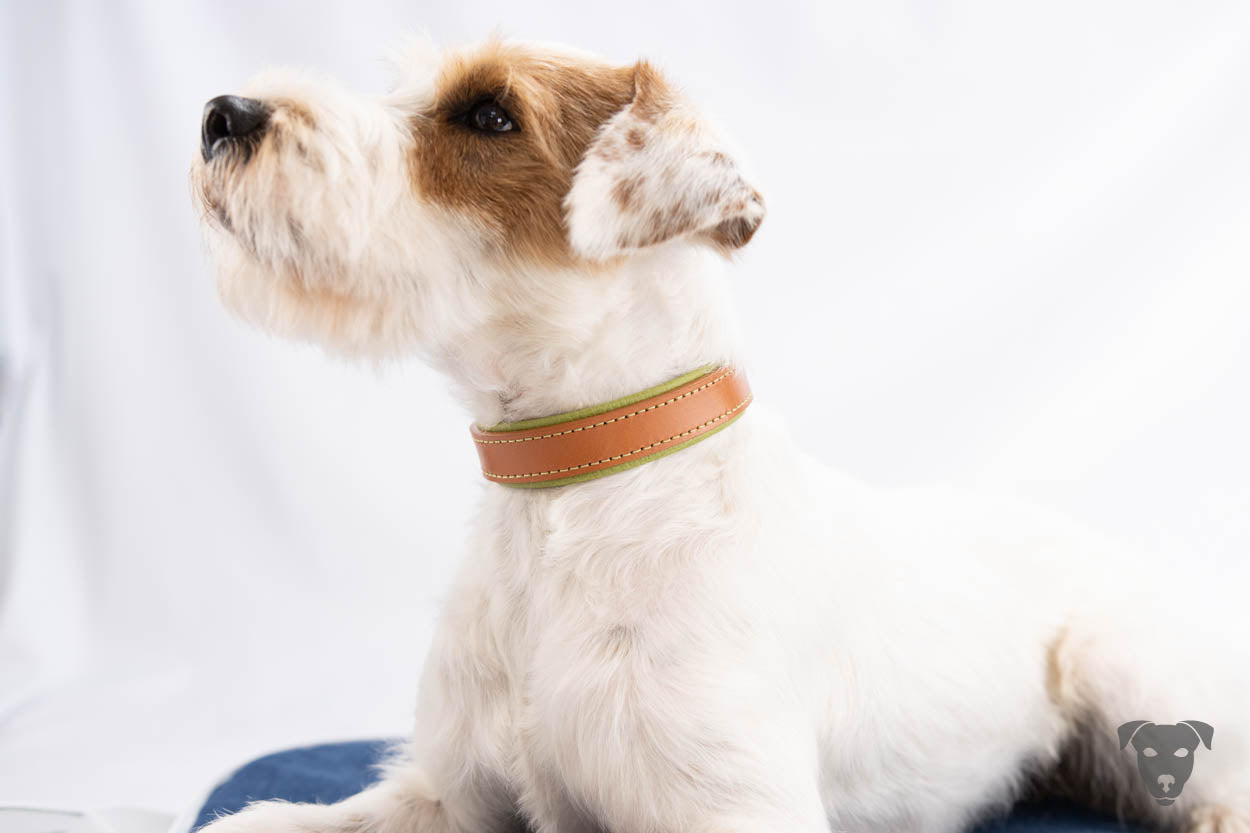 Riemen Halsband, Hunde Halsband handgefertigt, Halsband Konfigurator, DIY Hundehalsband, Riemen Halsband handmade-4-dogs, Lasergravierter Steckverschluss