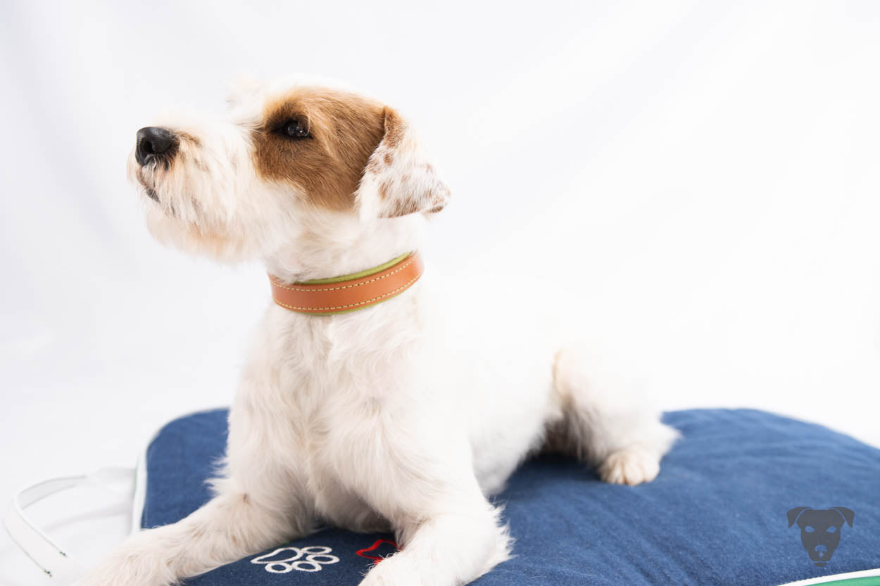 Riemen Halsband, Hunde Halsband handgefertigt, Halsband Konfigurator, DIY Hundehalsband, Riemen Halsband handmade-4-dogs, Lasergravierter Steckverschluss, Green Spirits di Sopravento, of Green Spirits, Terrier Halsband