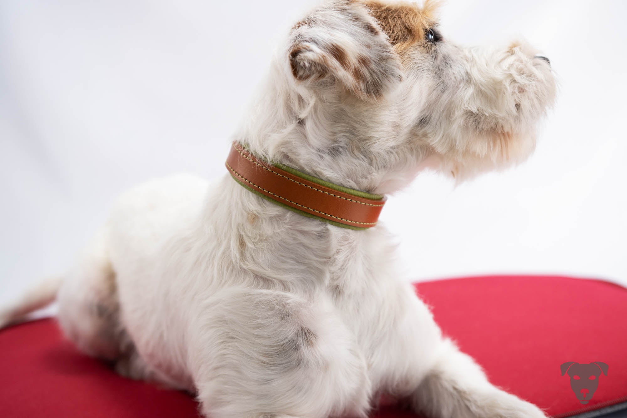 Riemen Halsband, Hunde Halsband handgefertigt, Halsband Konfigurator, DIY Hundehalsband, Riemen Halsband handmade-4-dogs, Lasergravierter Steckverschluss, Green Spirits di Sopravento, of Green Spirits