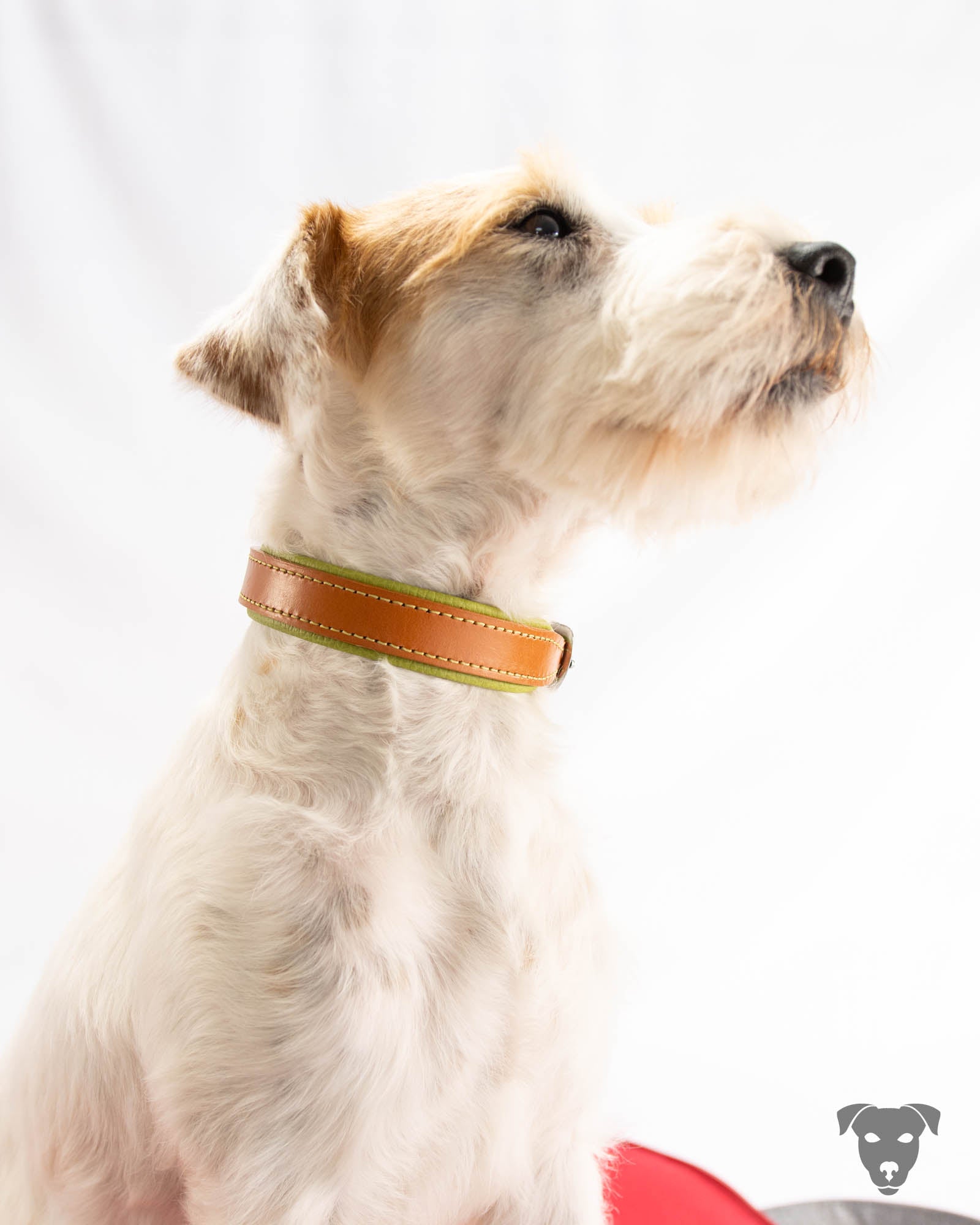 Riemen Halsband, Hunde Halsband handgefertigt, Halsband Konfigurator, DIY Hundehalsband, Riemen Halsband handmade-4-dogs, Lasergravierter Steckverschluss