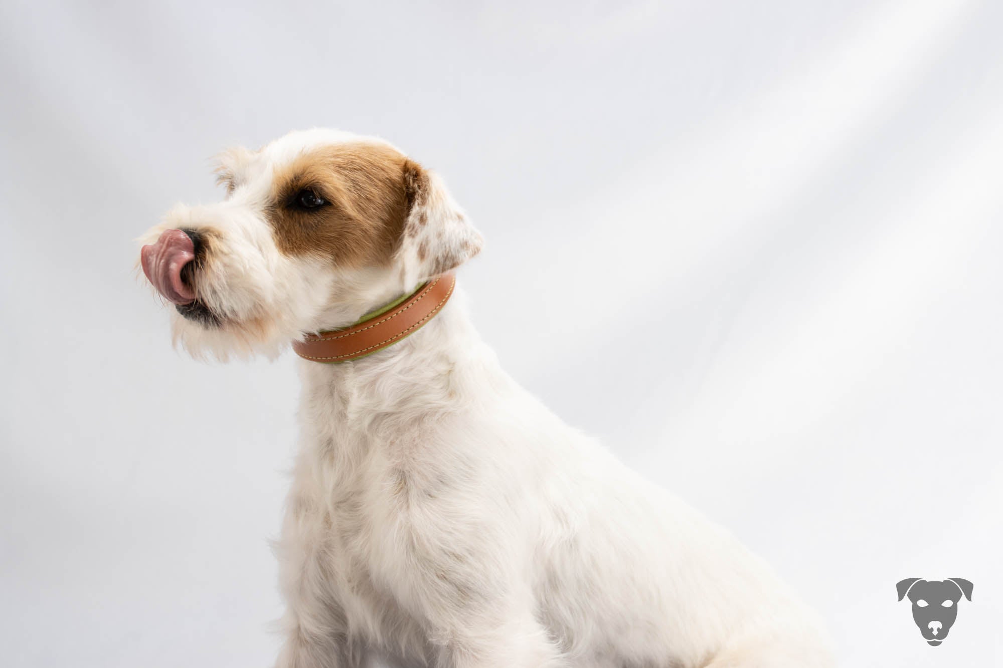 Riemen Halsband, Hunde Halsband handgefertigt, Halsband Konfigurator, DIY Hundehalsband, Riemen Halsband handmade-4-dogs, Lasergravierter Steckverschluss