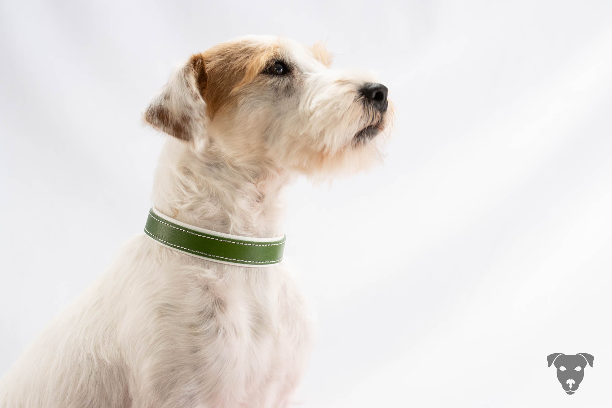 Riemen Halsband, Hunde Halsband handgefertigt, Halsband Konfigurator, DIY Hundehalsband, Riemen Halsband handmade-4-dogs, Green Spirits di Sopravento, of Green Spirits, Terrier Halsband