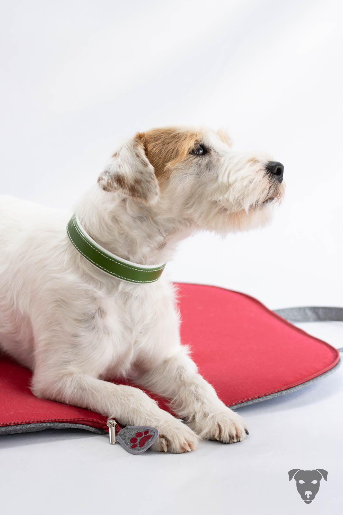 Riemen Halsband, Hunde Halsband handgefertigt, Halsband Konfigurator, DIY Hundehalsband, Riemen Halsband handmade-4-dogs, Green Spirits di Sopravento, of Green Spirits, Terrier Halsband