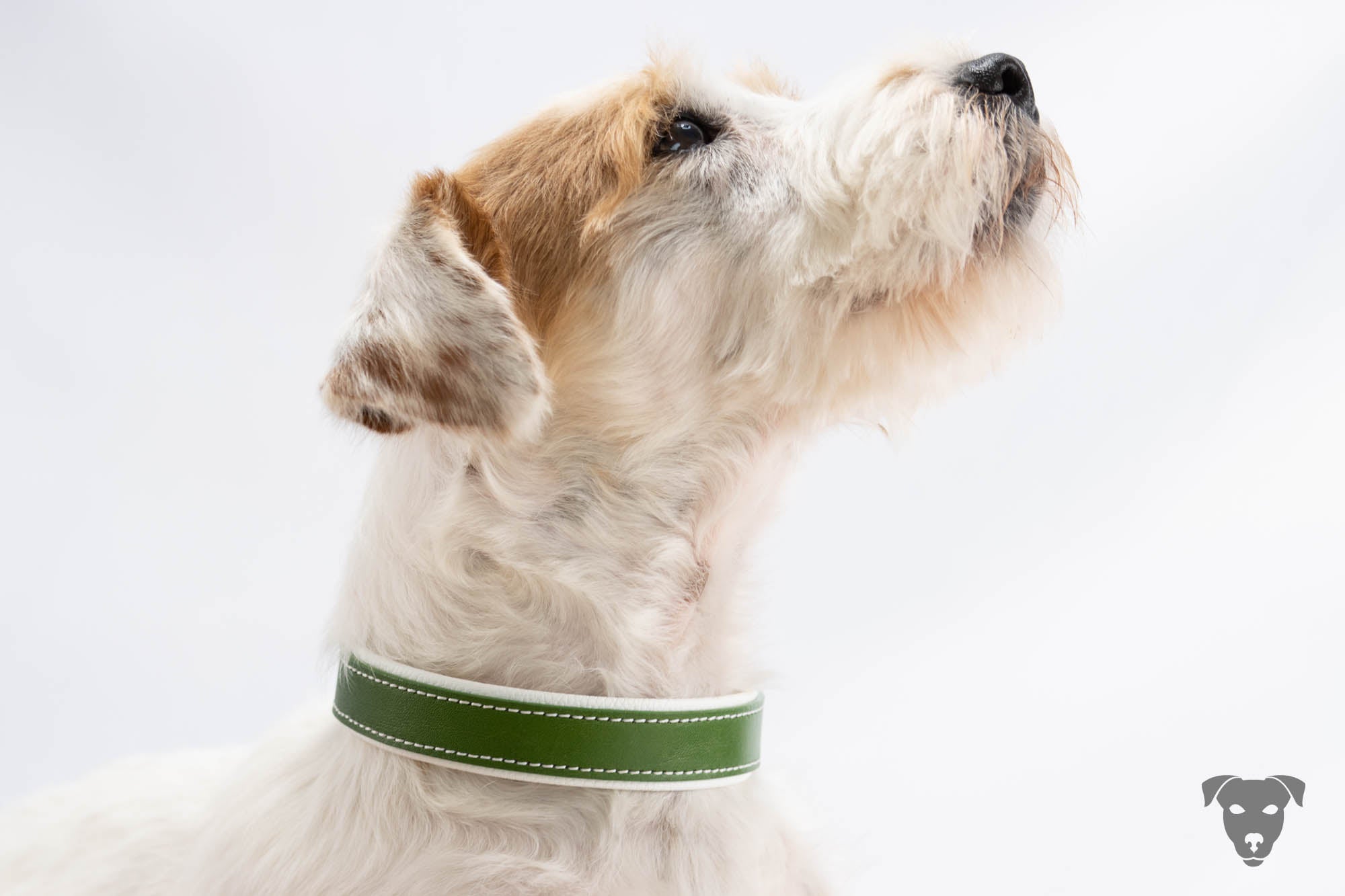 Riemen Halsband, Hunde Halsband handgefertigt, Halsband Konfigurator, DIY Hundehalsband, Riemen Halsband handmade-4-dogs, Green Spirits di Sopravento, of green Spirits, Terrier Halsband, Halsband für Parson Russell Terrier
