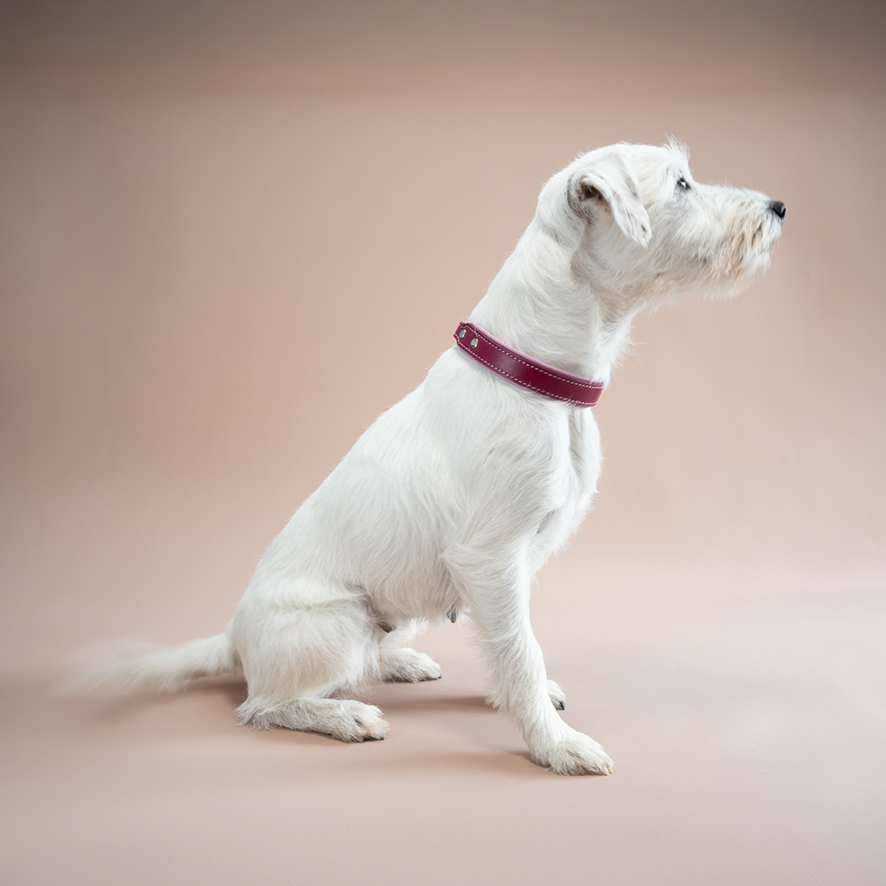 Riemen Halsband mit Kettenzug