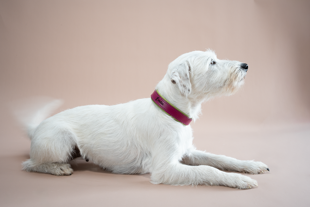 Riemen Halsband mit Leder-Zugstopp