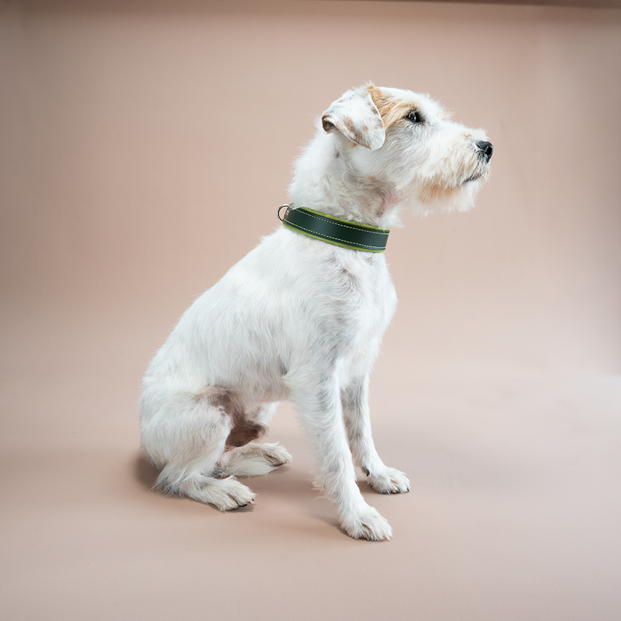 Riemen Halsband mit Leder-Zugstopp