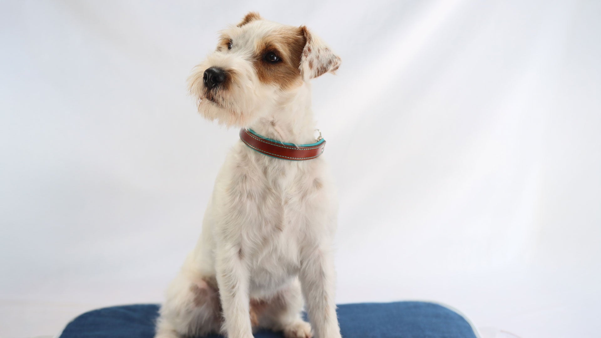 ein weißer Terrier trägt ein dunkel cognac farbenes Riemenhalsband welches mit türkisem Rindsnappa hinterlegt ist