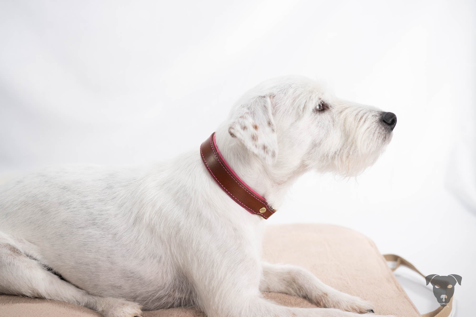 Riemen Halsband, Hunde Halsband handgefertigt, Halsband Konfigurator, DIY Hundehalsband, Riemen Halsband handmade-4-dogs, Lasergravierter Steckverschluss, Ksandi Equus