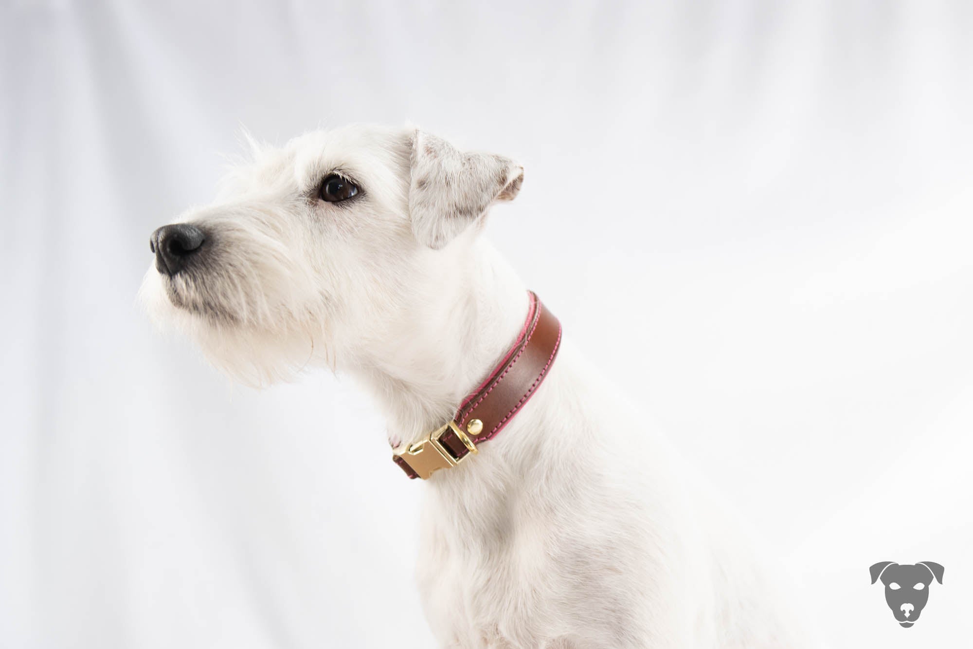 Riemen Halsband, Hunde Halsband handgefertigt, Halsband Konfigurator, DIY Hundehalsband, Riemen Halsband handmade-4-dogs, Lasergravierter Steckverschluss, of green spirits