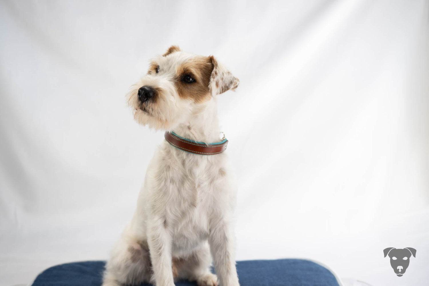 Riemenhalsband Sattelbraun, handmade-4-dogs