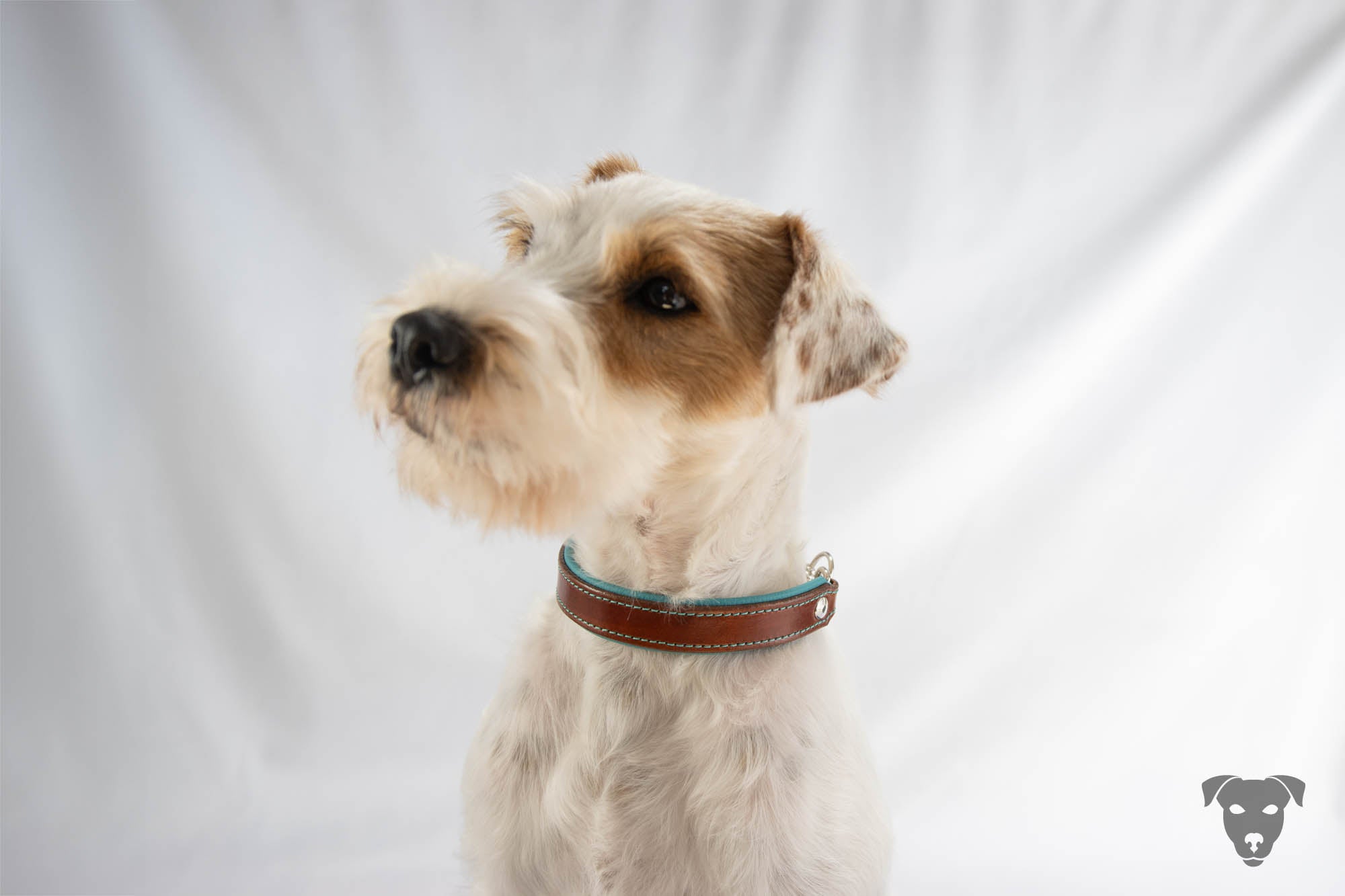 Riemen Halsband, Hunde Halsband handgefertigt, Halsband Konfigurator, DIY Hundehalsband, Riemen Halsband handmade-4-dogs, Green Spirits di Sopravento, of green Spirits, Terrier Halsband, Parson Russell Terrier