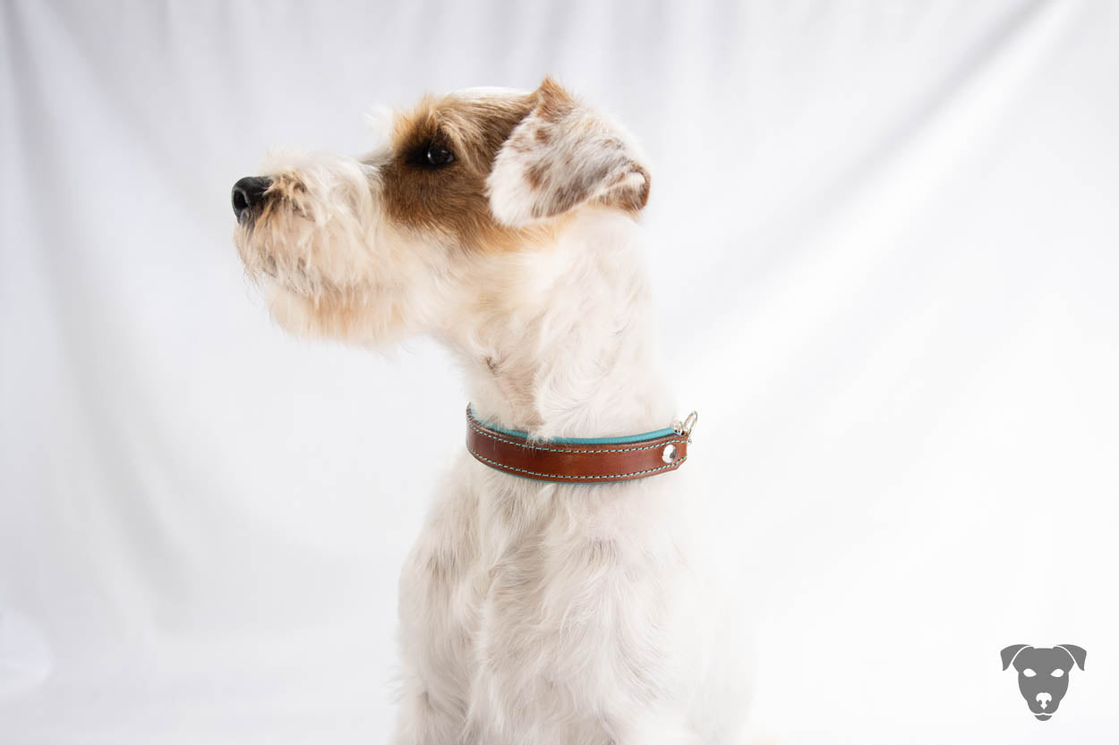 Riemen Halsband, Hunde Halsband handgefertigt, Halsband Konfigurator, DIY Hundehalsband, Riemen Halsband handmade-4-dogs, Green Spirits di Sopravento, of Green Spirits, Terrier Halsband, Parson Russell Terrier