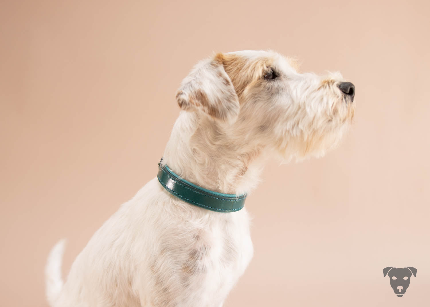 Riemen Halsband, Hunde Halsband handgefertigt, Halsband Konfigurator, DIY Hundehalsband, Riemen Halsband handmade-4-dogs, Green Spirits di Sopravento, of green Spirits, Terrier Halsband