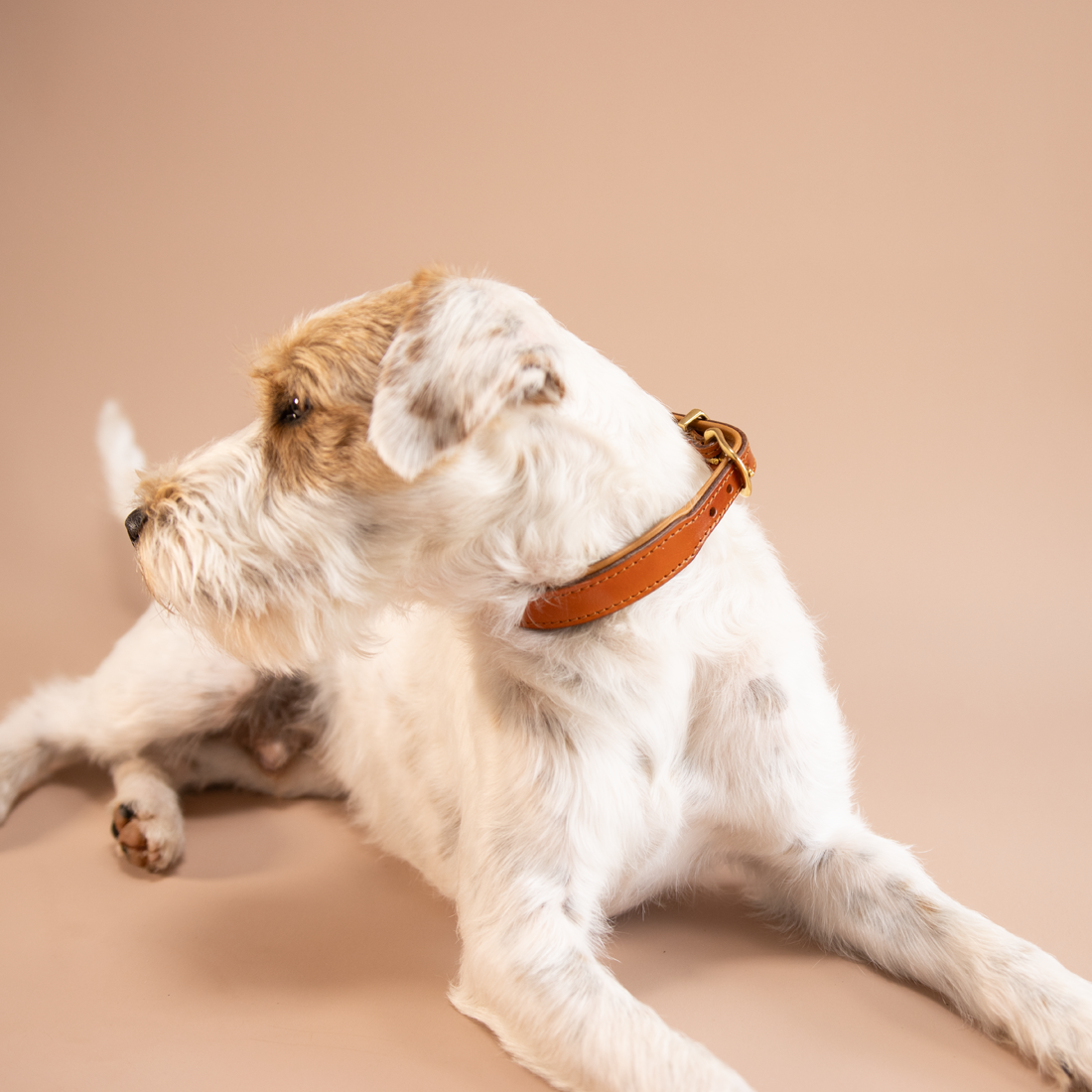Riemen Halsband, Hunde Halsband handgefertigt, Halsband Konfigurator, DIY Hundehalsband, Riemen Halsband handmade-4-dogs, Green Spirits di Sopravento, of green Spirits, Terrier Halsband, Halsband für Parson Russell Terrier