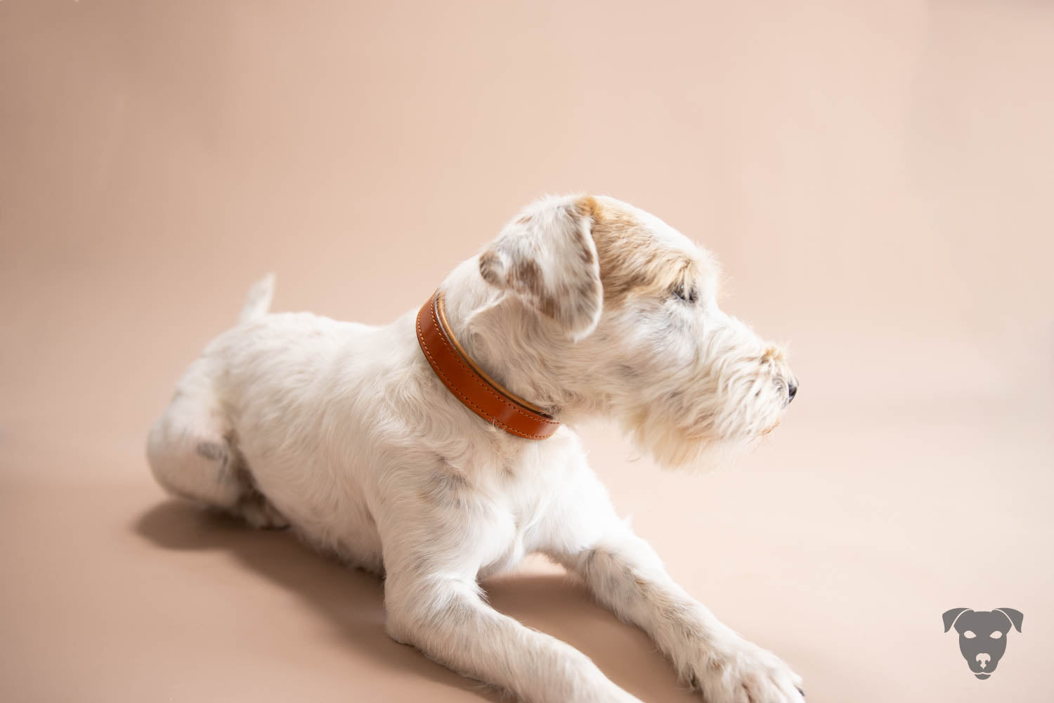 Riemen Halsband, Hunde Halsband handgefertigt, Halsband Konfigurator, DIY Hundehalsband, Riemen Halsband handmade-4-dogs, Green Spirits di Sopravento, of green Spirits, Terrier Halsband