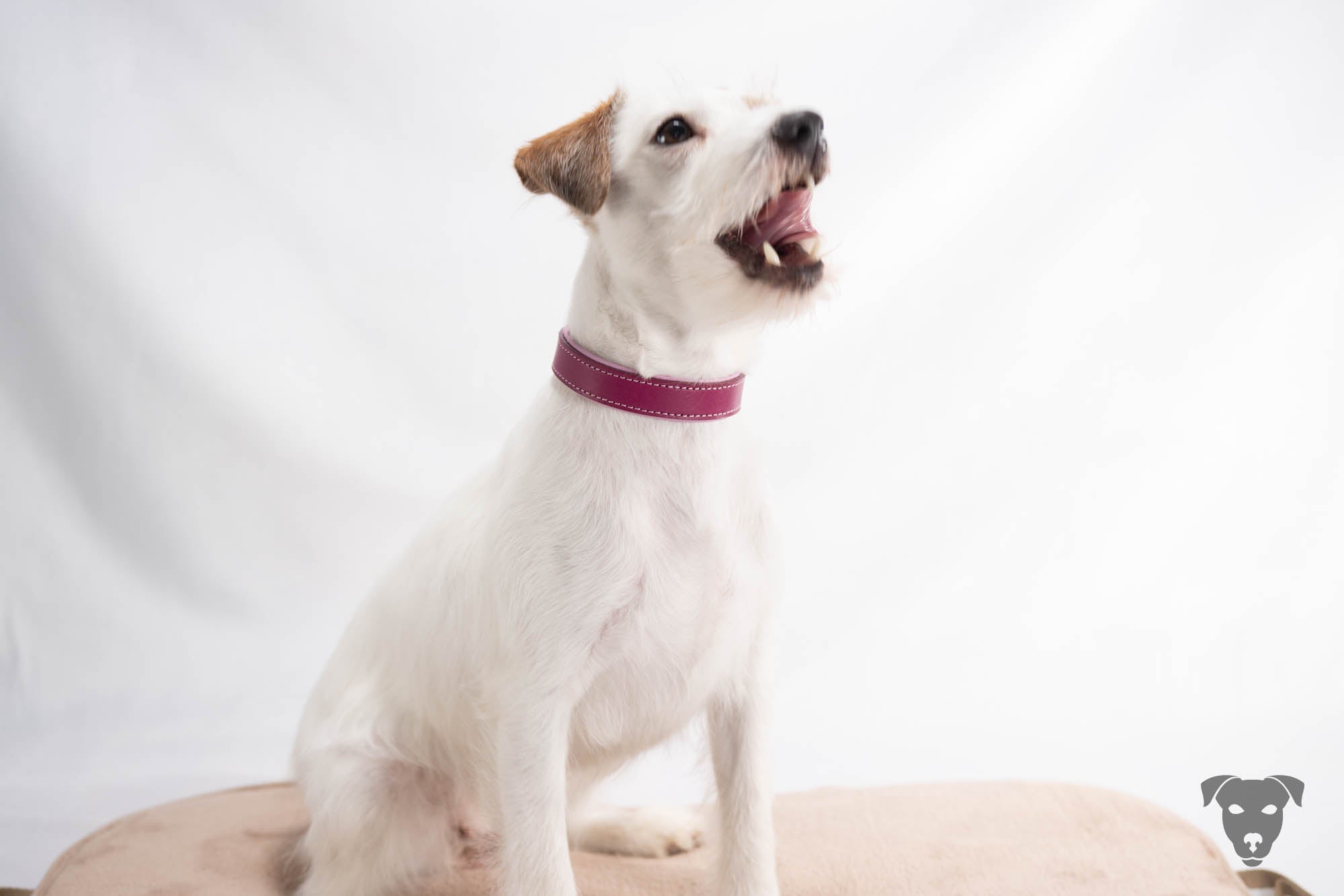 Riemen Halsband, Hunde Halsband handgefertigt, Halsband Konfigurator, DIY Hundehalsband, Riemen Halsband handmade-4-dogs, Bourbon Vanille of Green Spirits, of Green Spirits, Terrier Halsband, Parson Russell Terrier