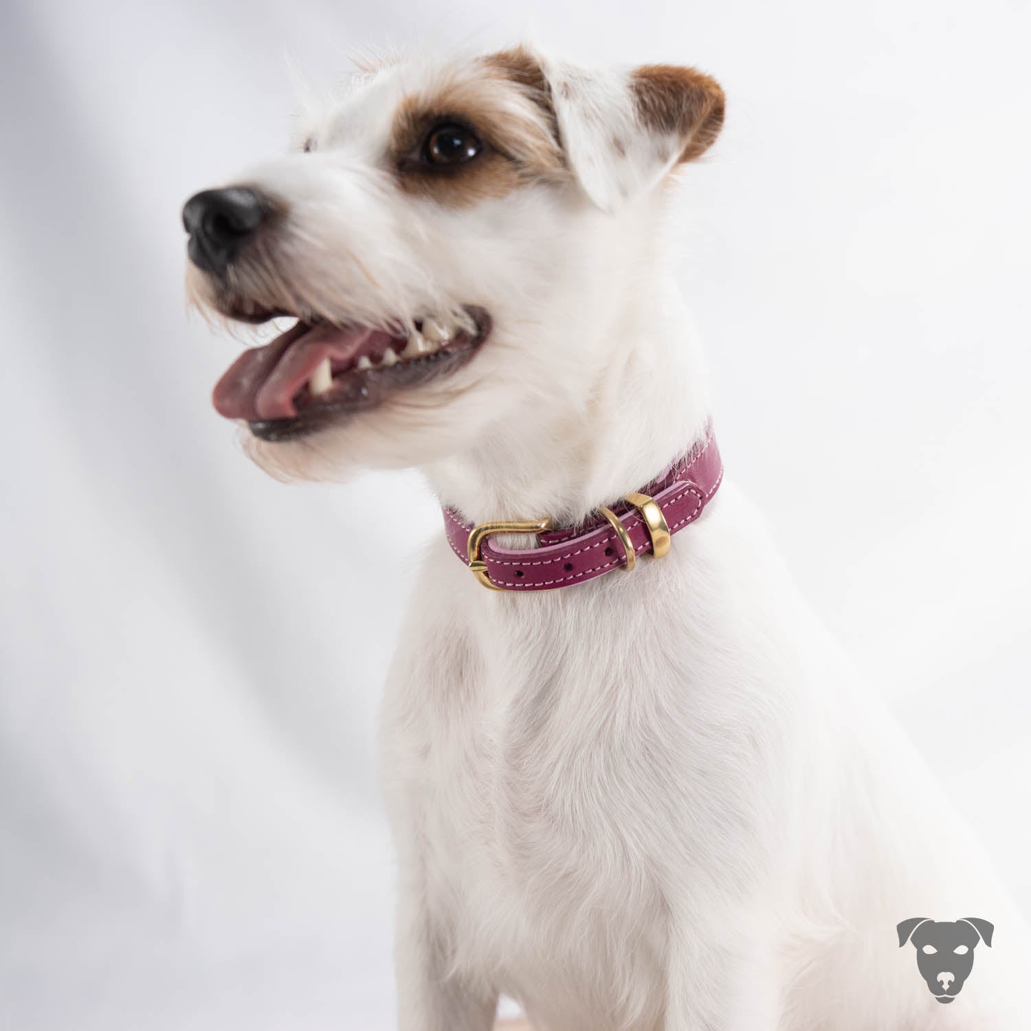 Riemen Halsband, Hunde Halsband handgefertigt, Halsband Konfigurator, DIY Hundehalsband, Riemen Halsband handmade-4-dogs, Bourbon Vanille of Green Spirits, of Green Spirits, Terrier Halsband, Parson Russell Terrier