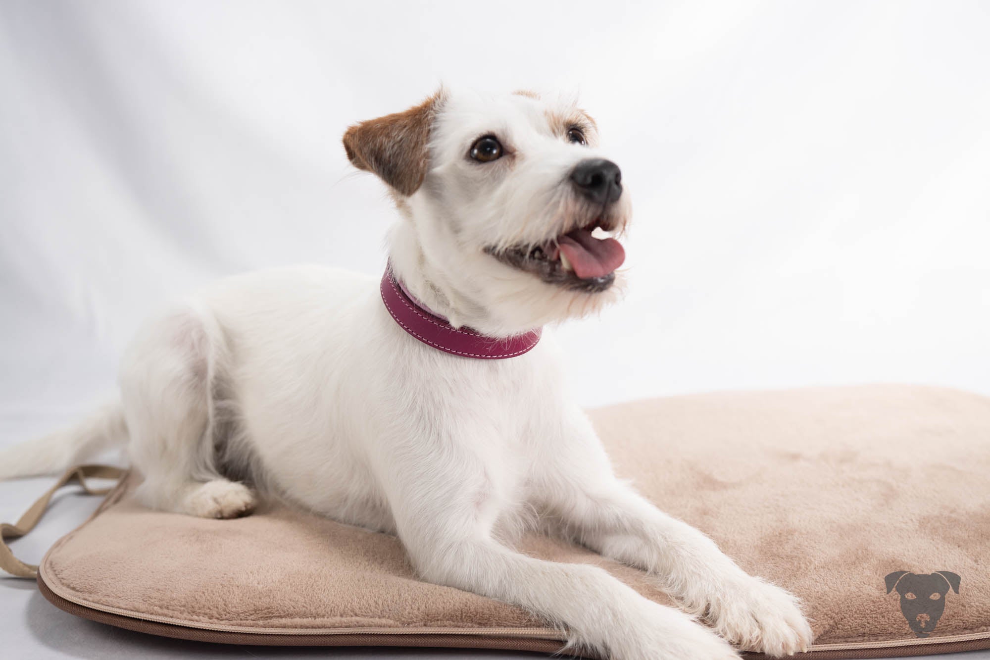 Riemen Halsband, Hunde Halsband handgefertigt, Halsband Konfigurator, DIY Hundehalsband, Riemen Halsband handmade-4-dogs, Bourbon Vanille of Green Spirits, of Green Spirits, Terrier Halsband, Parson Russell Terrier