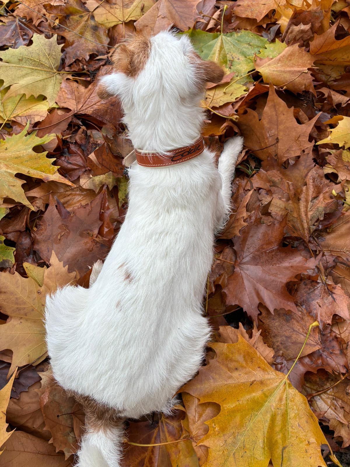 Riemen Halsband mit Namensgravur, Schnallenverschluss