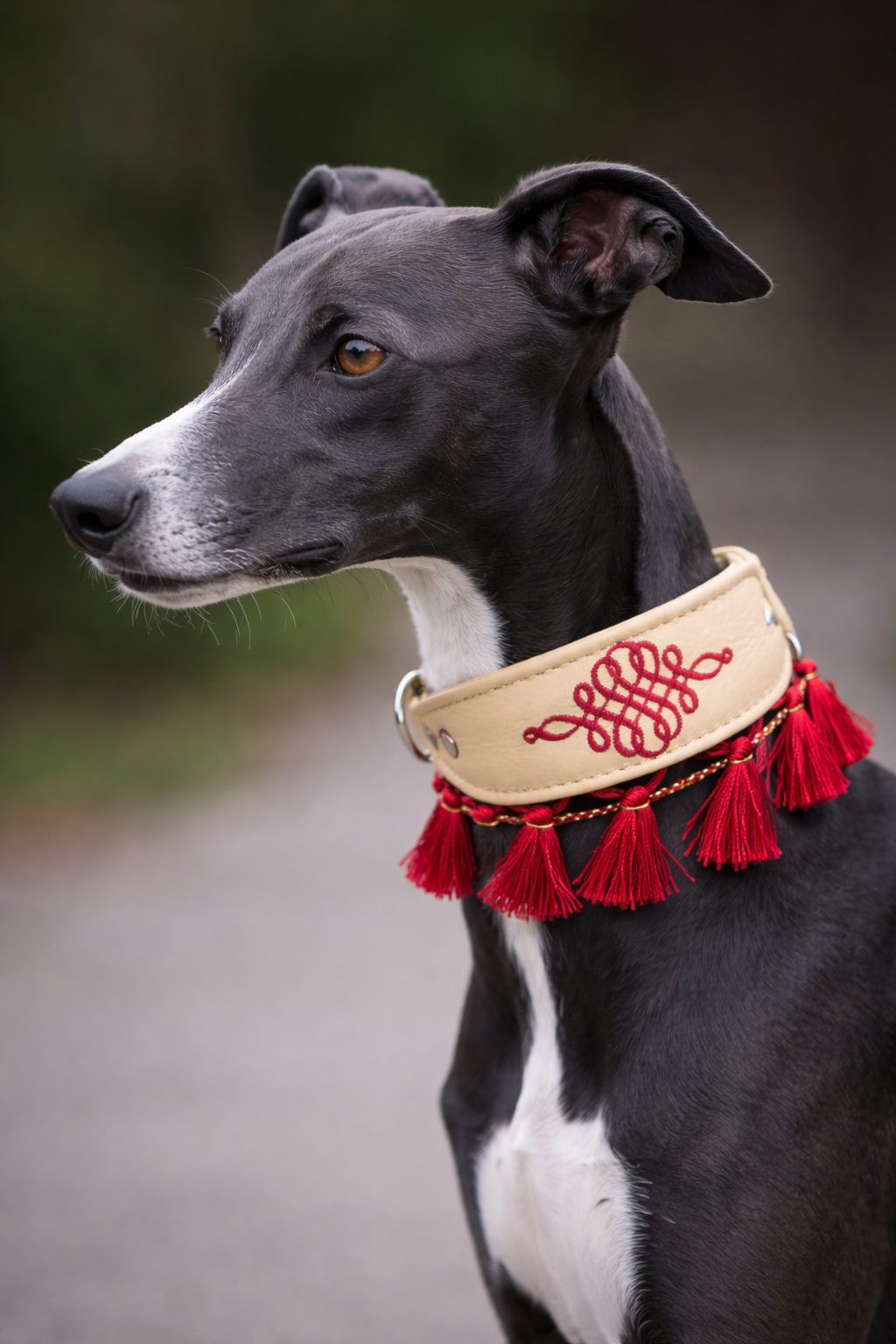 ein schwarzer Whippet mit weißer Blässe trägt ein cremefarbenes mit infinity stick besticktes halsband. das halsband hat auch noch rote quasten