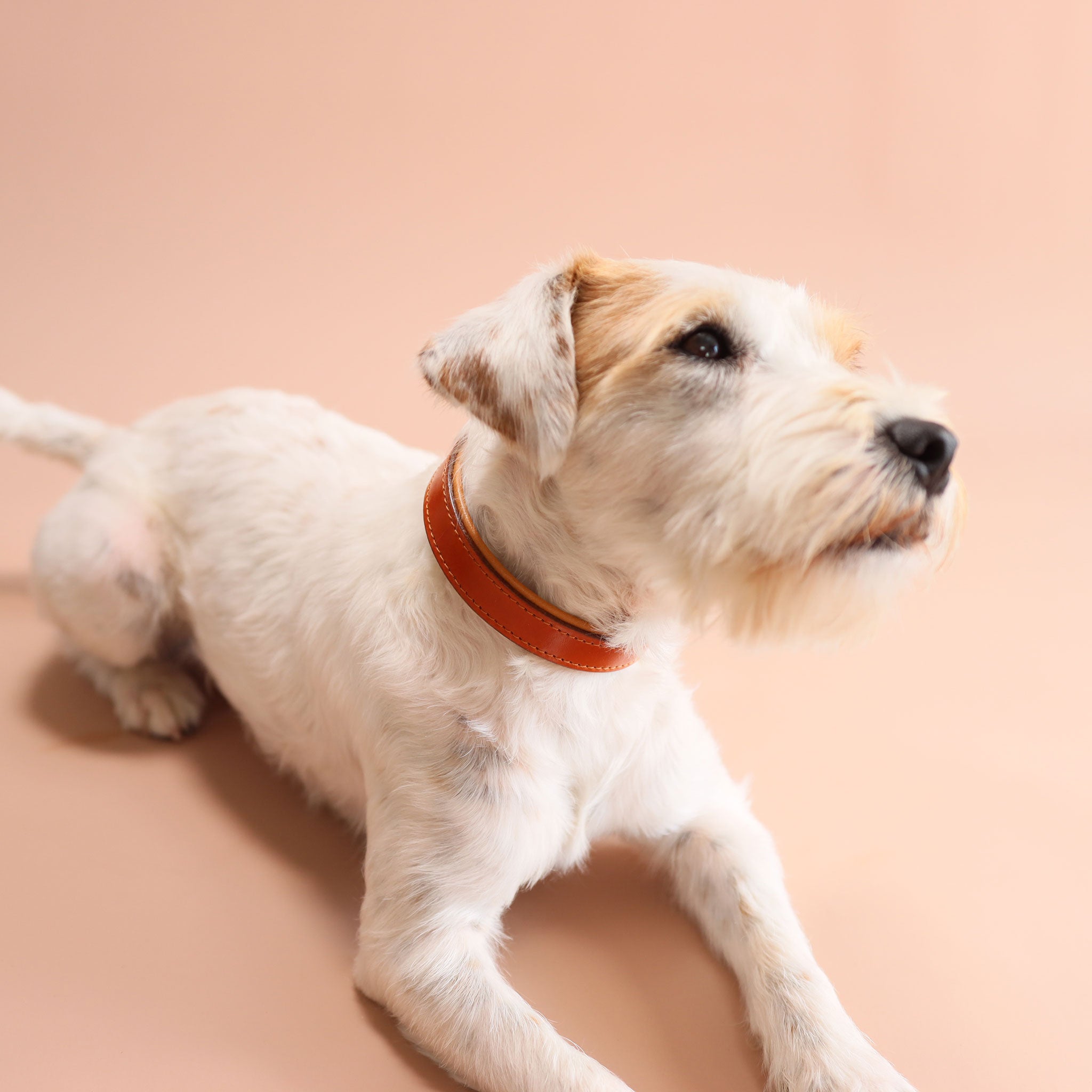 Hund blickt nach oben mit dem exklusiven Lederhalsband in British Tan