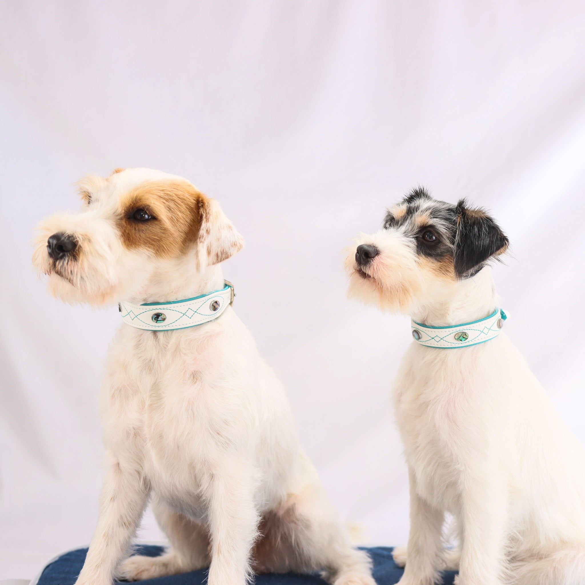 Zwei Hunde sitzen nebeneinander und tragen das weiße Gunslinger Lederhalsband