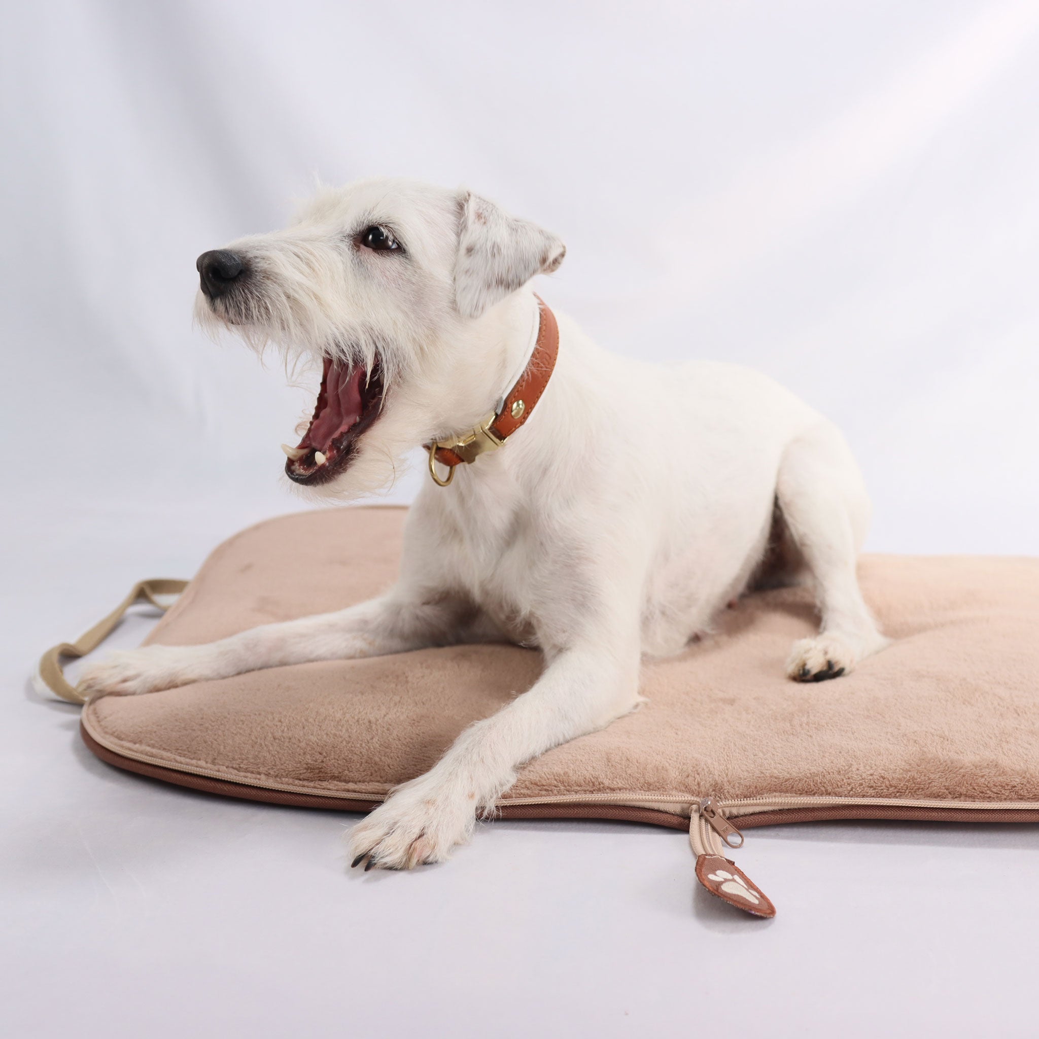 Fettlederhalsband handgefertigt wird von einem weißen hund mit weit offenem maul getragen und liegt auf einem beigen hundereisebett