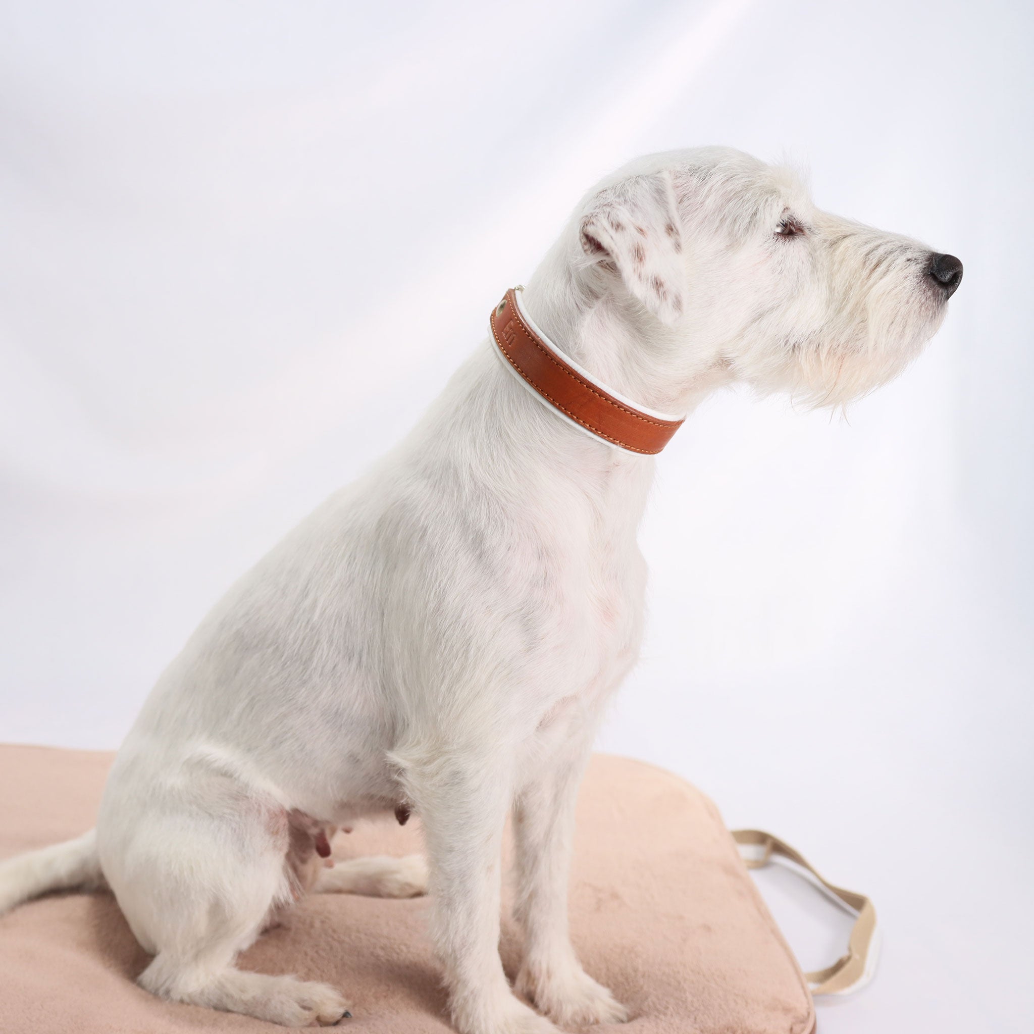 weißer Hund vor weißem Hintergrund sitzt auf einem beigen Hundereisebett und trägt ein handgefertigtes Fettlederhalsband in der Farbe whiskey das weiß unterlegt ist