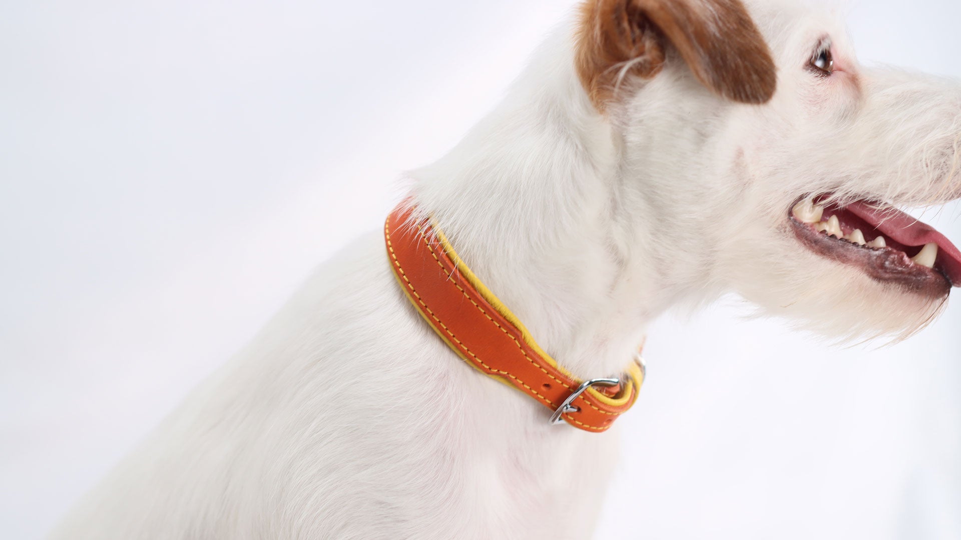 man sieht einen braun weißen Hund (Parson russell terrier) aus der nähe von der seite der ein oranges, handgefertigtes Fettlederband trägt mit gelben Steppnähten und gelbem Nappaleder auf der Halsinnenseite