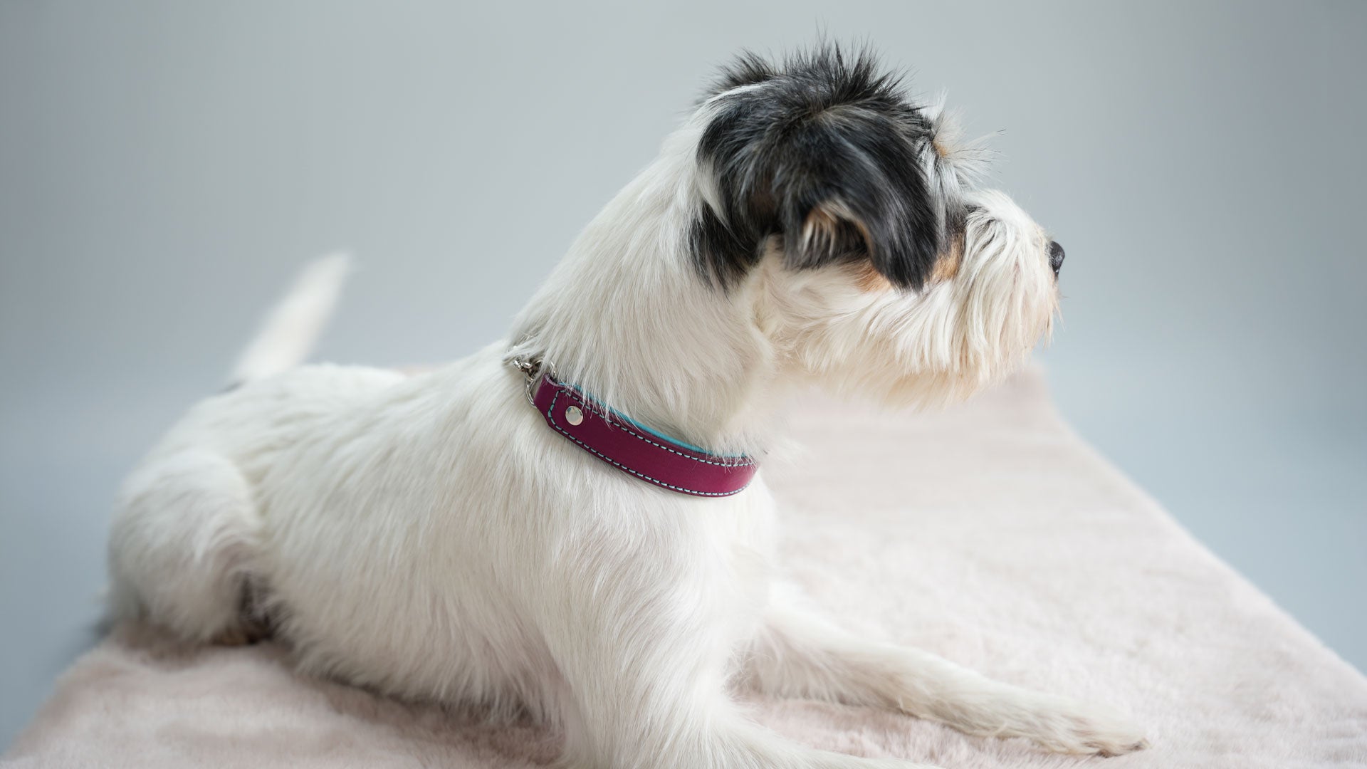 Terrier trägt handgefertigtes Lederhalsband in Magenta und Türkis