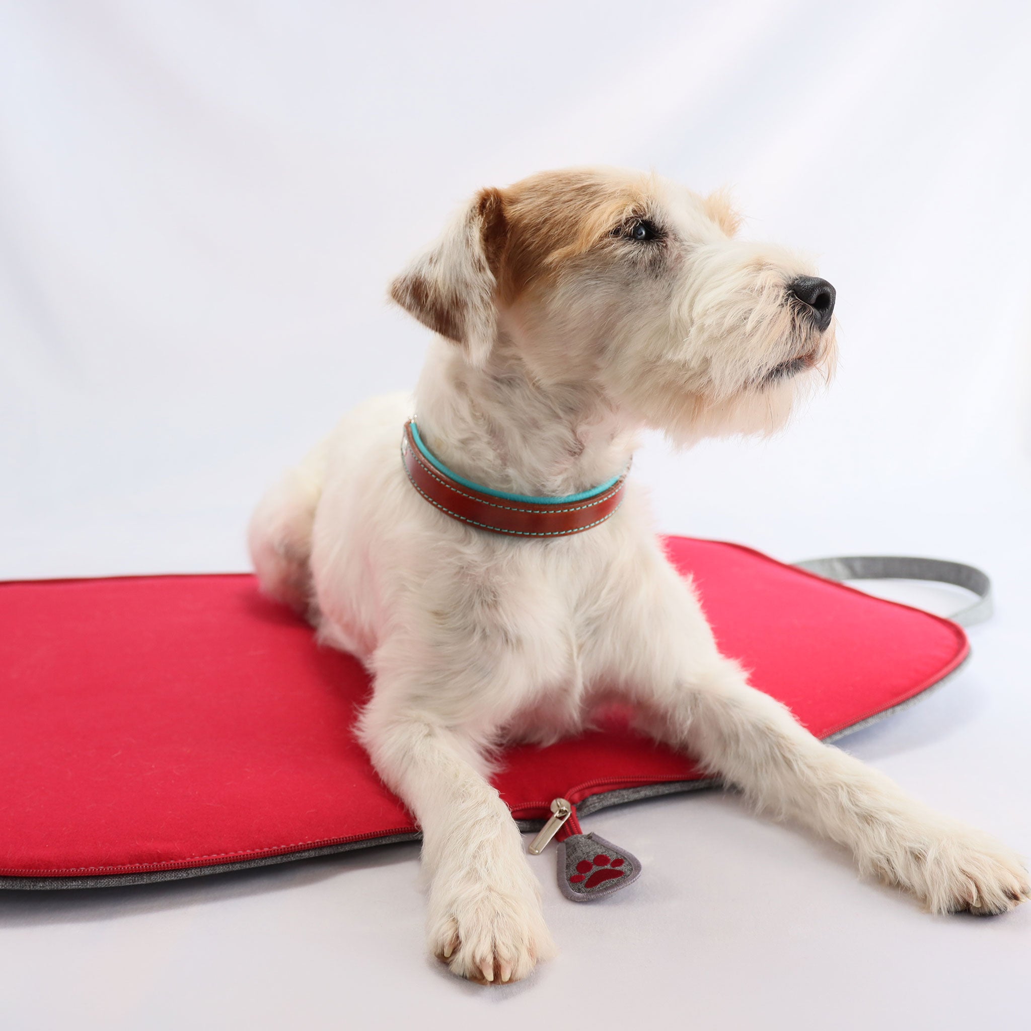 Hund mit braun-türkisem Lederhalsband entspannt auf einem Hundereisebett aus der Kollektion DogBedToGo