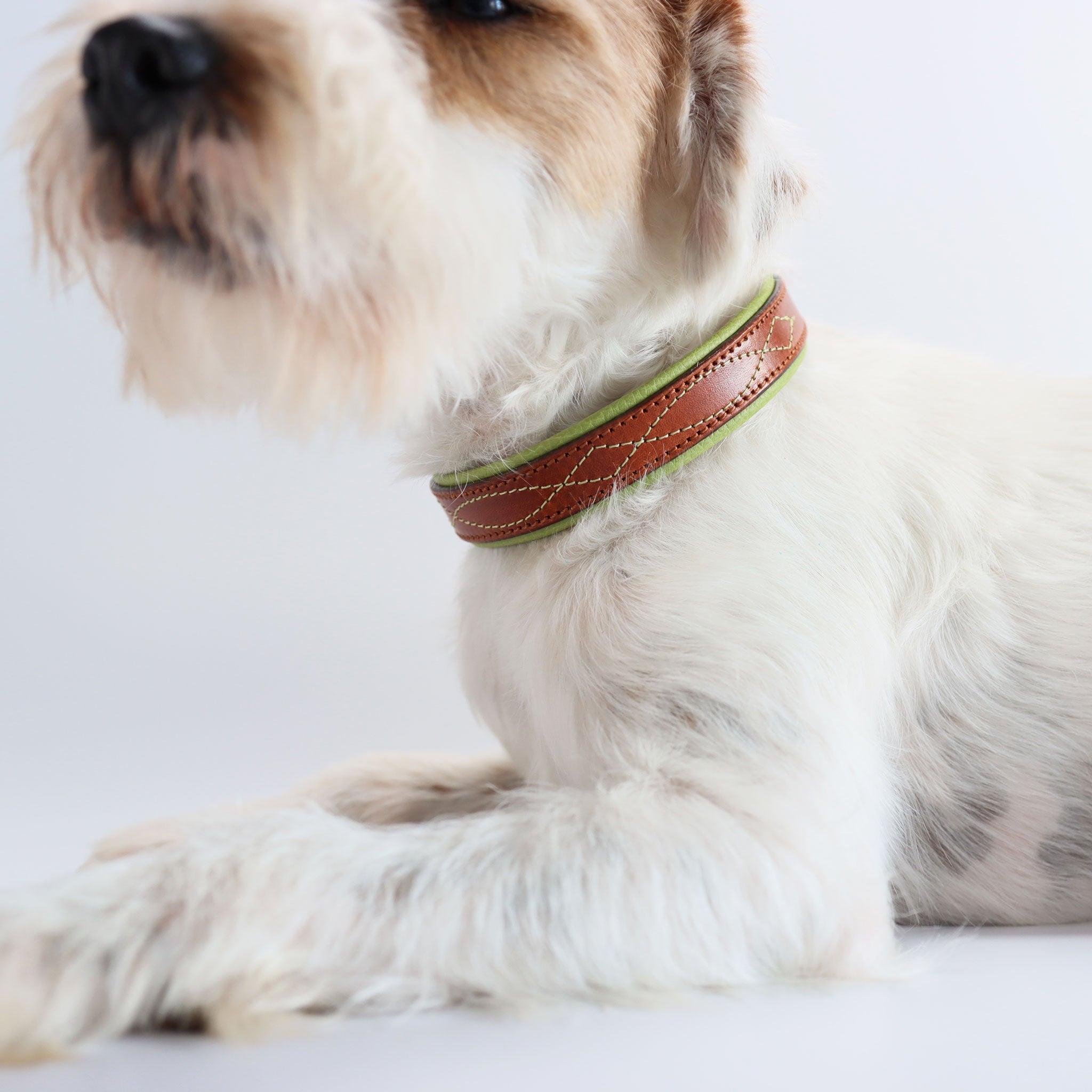 Weißer Hund trägt das handgefertigte Lederhalsband Gunslinger in 25mm Breite.