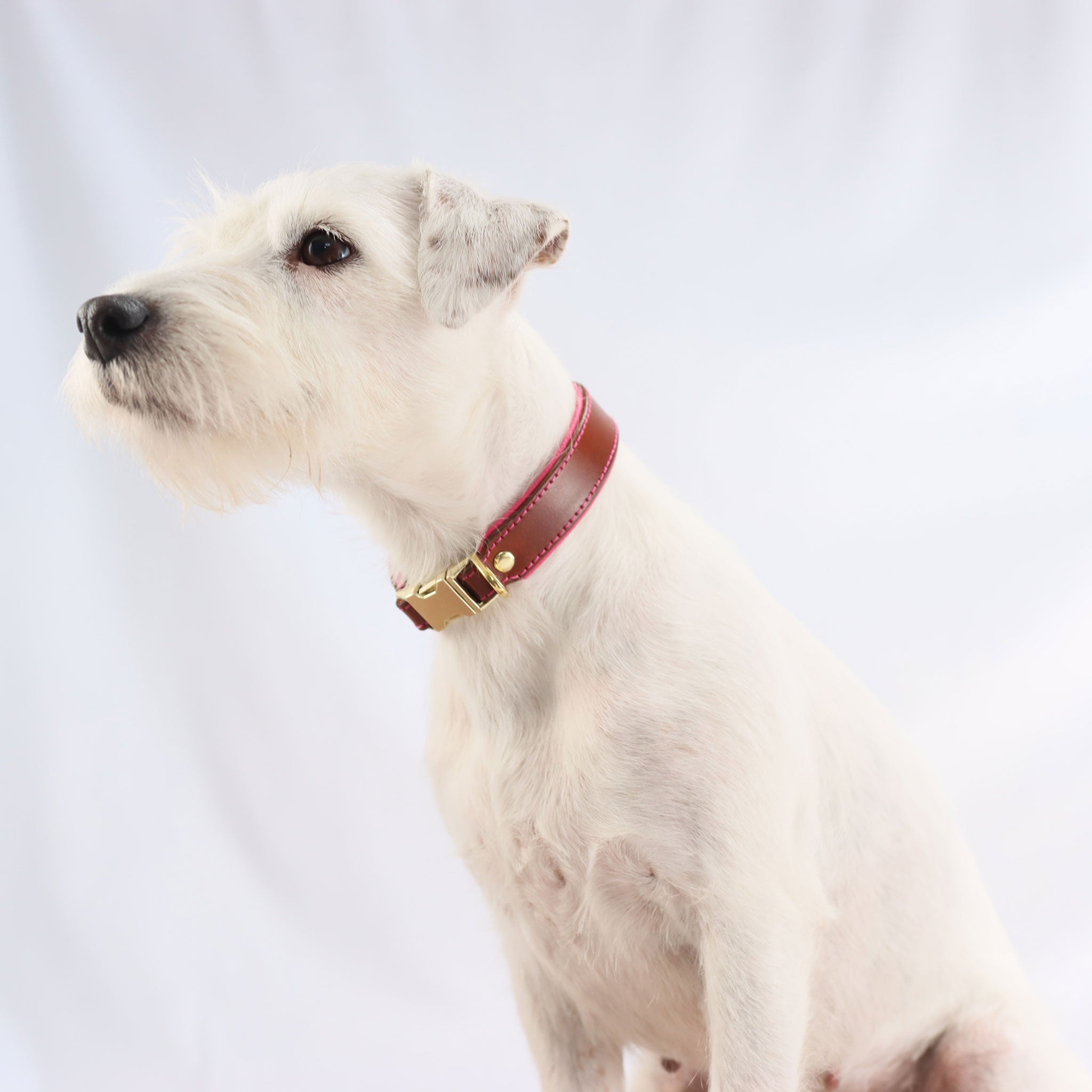 Sitzender weißer Parson Russell Terrier mit edlem Lederhalsband und Messing-Hardware