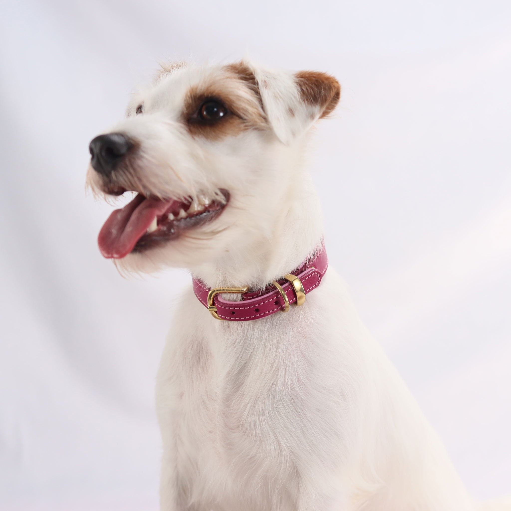 Lederhalsband Riemen magenta an einem Parson Russell Terrier mit messing Schnallenverschluss und messing Beschlägen